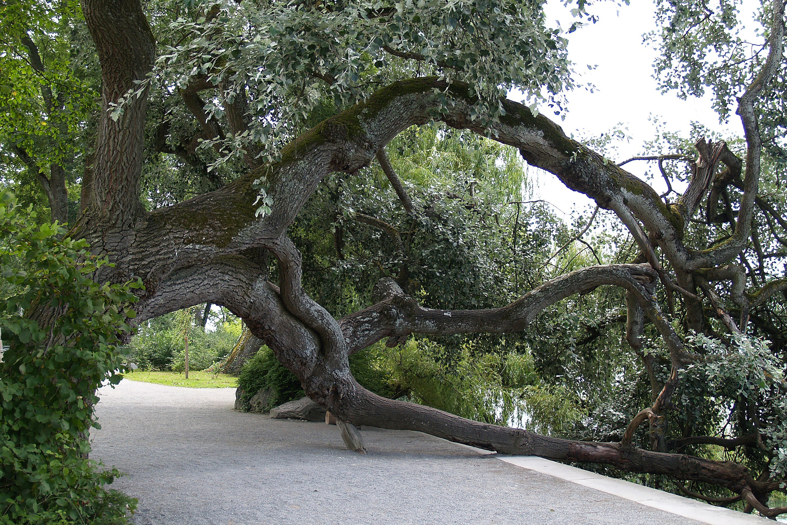 Майнау — остров цветов. Elina Reisen. Туристическое агентство в Аугсбурге