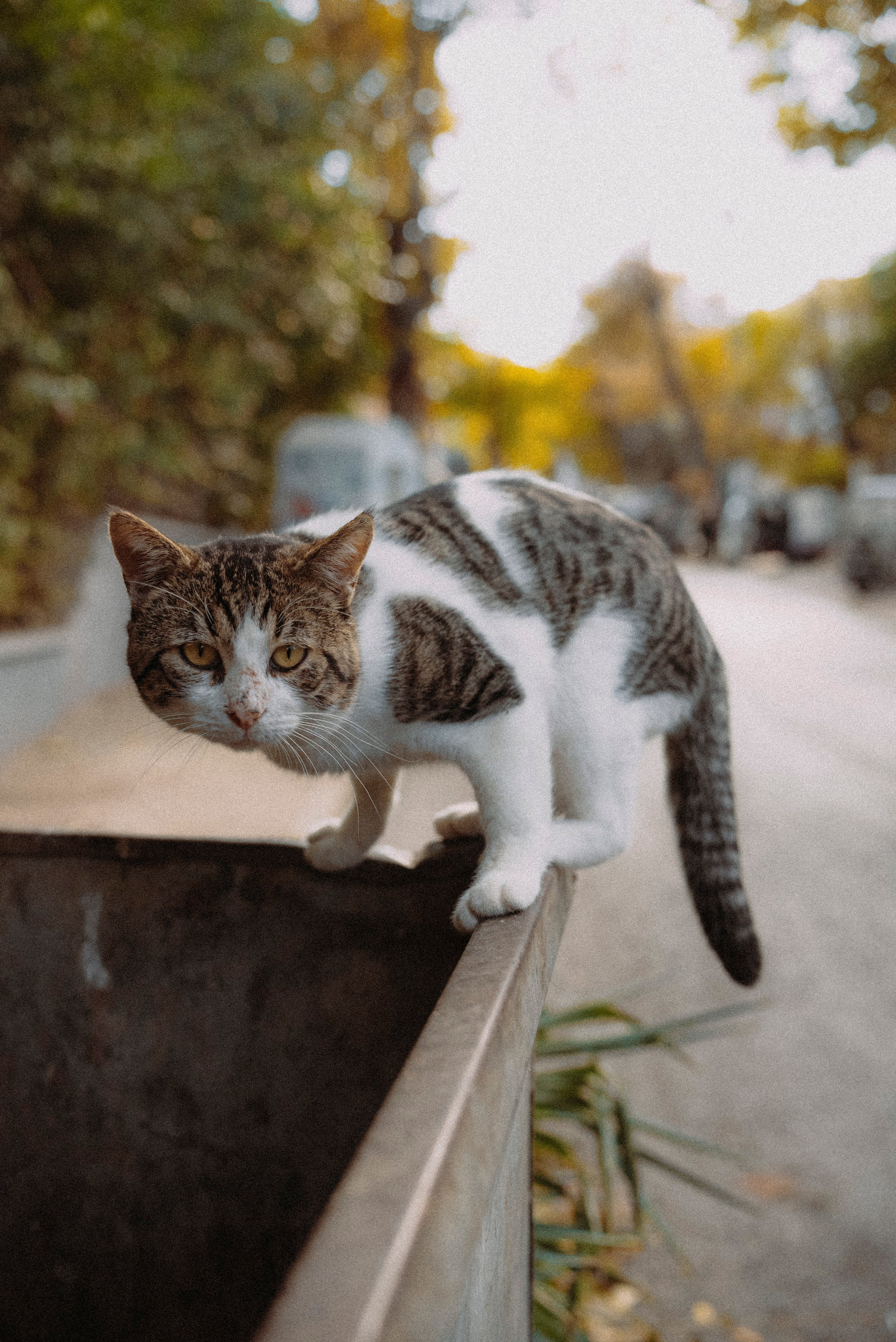 СТАМБУЛ. Стрит-фотография, полная абсурда, идиотизма и красоты