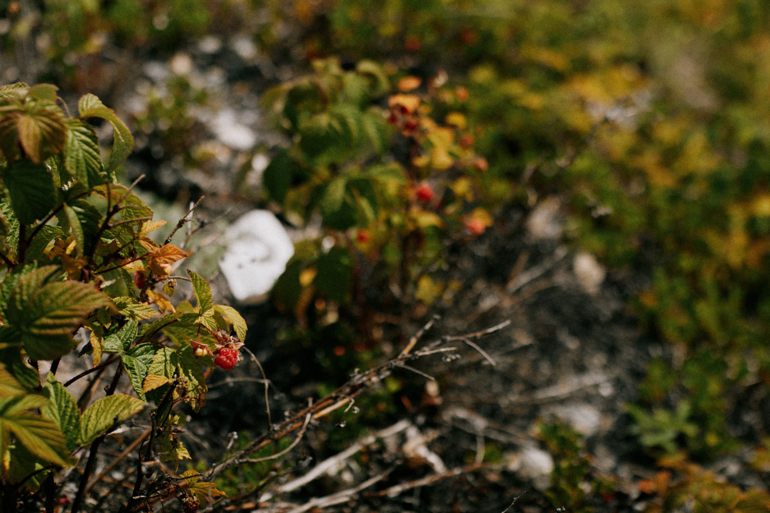 Calgary to Jasper road trip. Location131 | Vancouver Photographer for Fashion, Portraits, Events and More Across Canada| YVR — Vlad Li