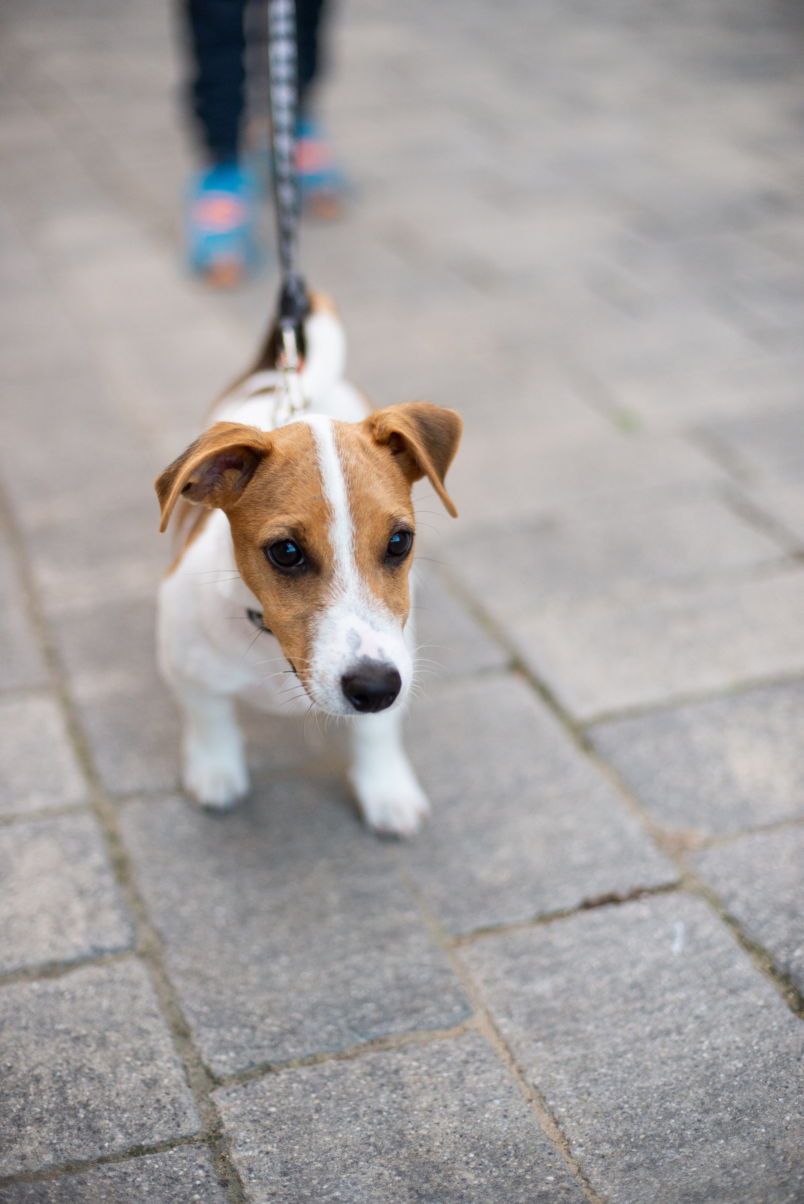 Пинхас и его семья. Визуальный брендинг