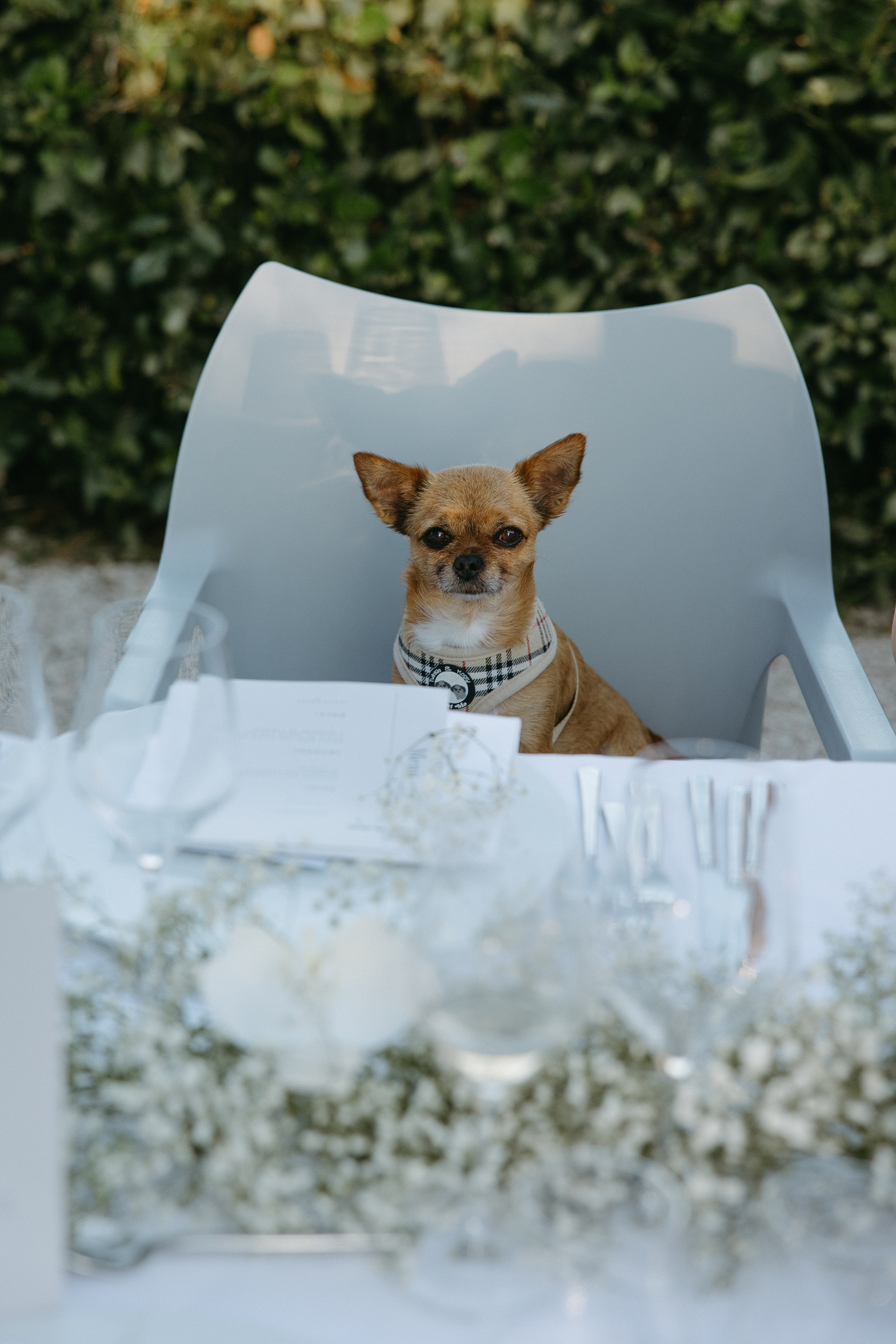 Sofia&Falk. Весільний фотограф Вікторія Саврук