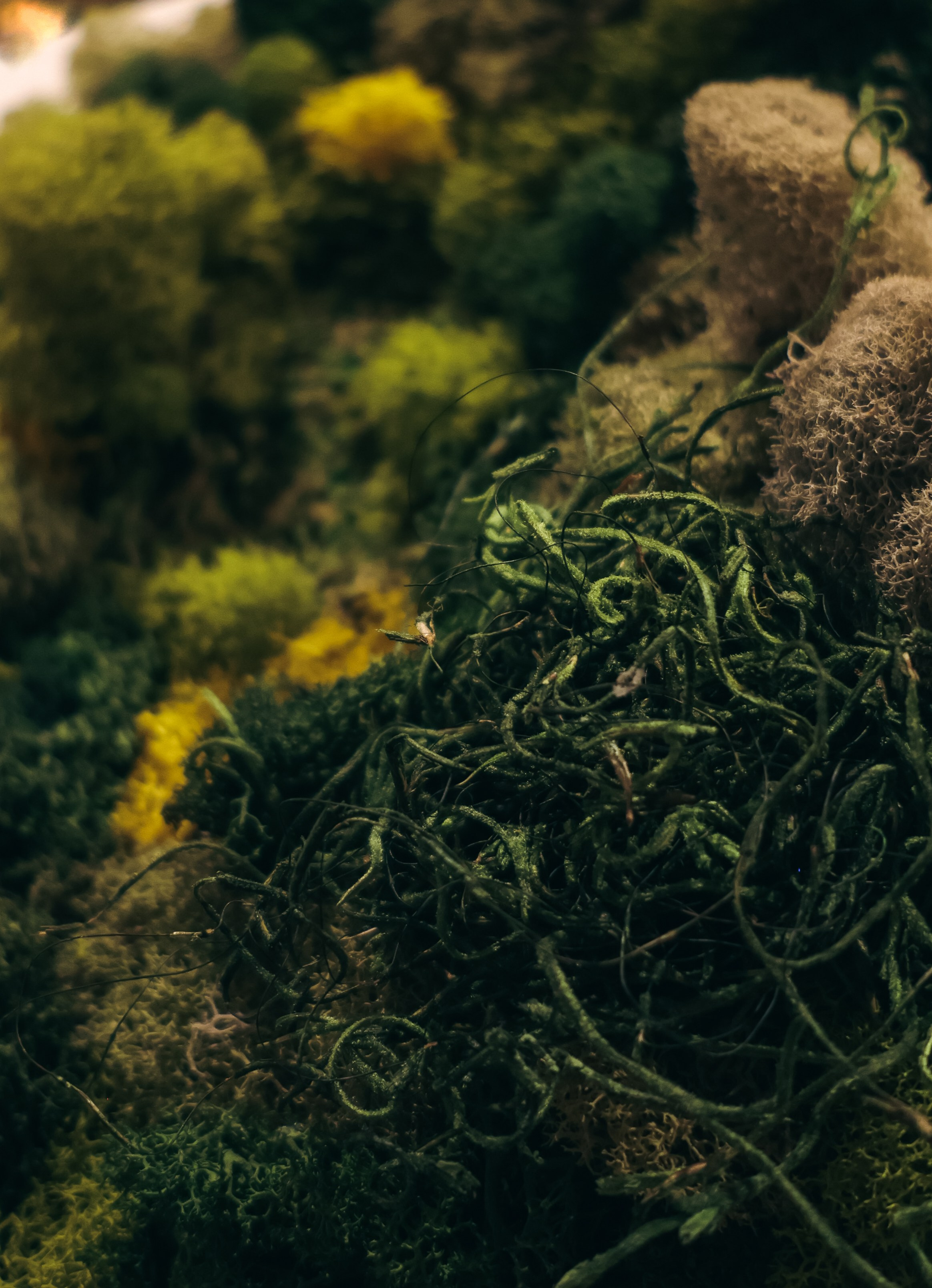 Anna & Moss magic, Content. Yana Bobrova | Artistic Photography