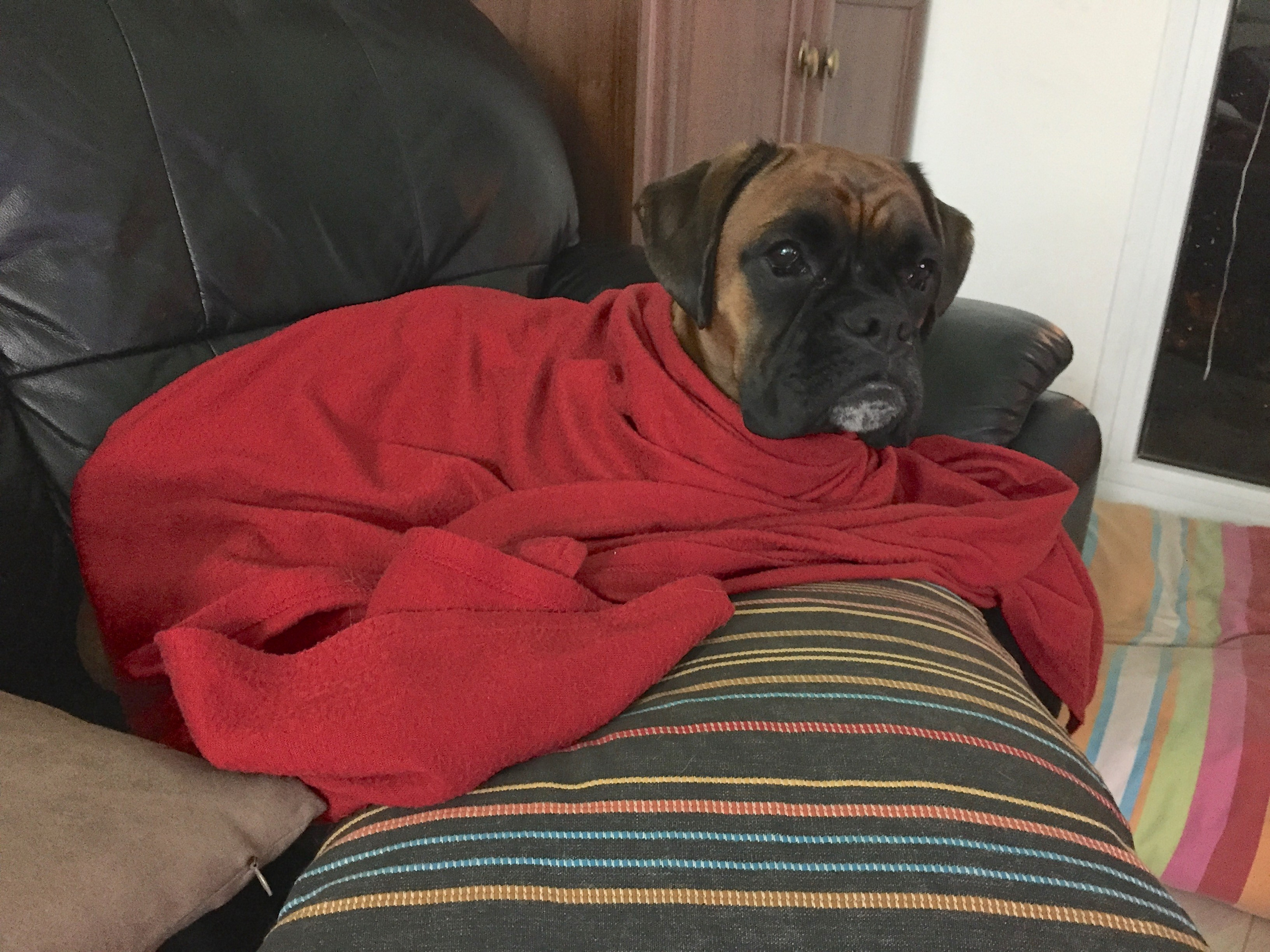 My ״Star״ Boxer Dog