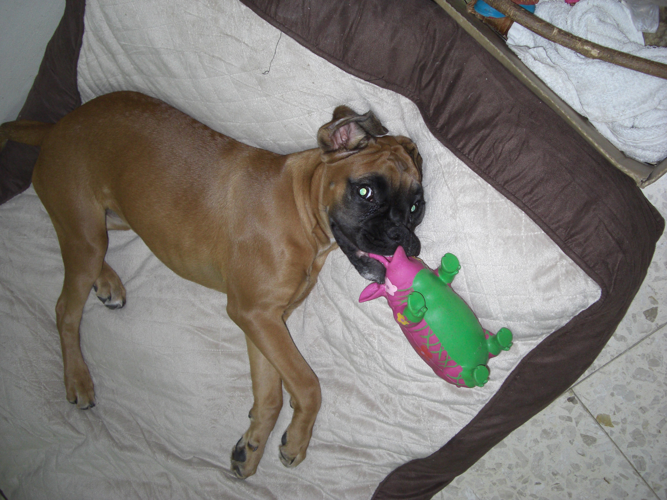 My ״Star״ Boxer Dog