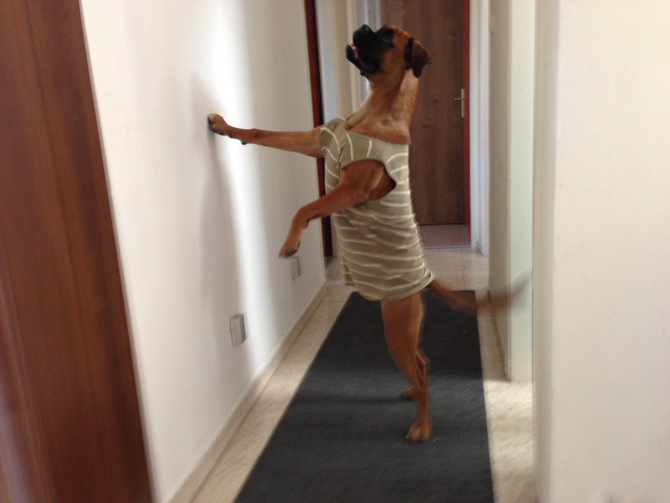 My ״Star״ Boxer Dog