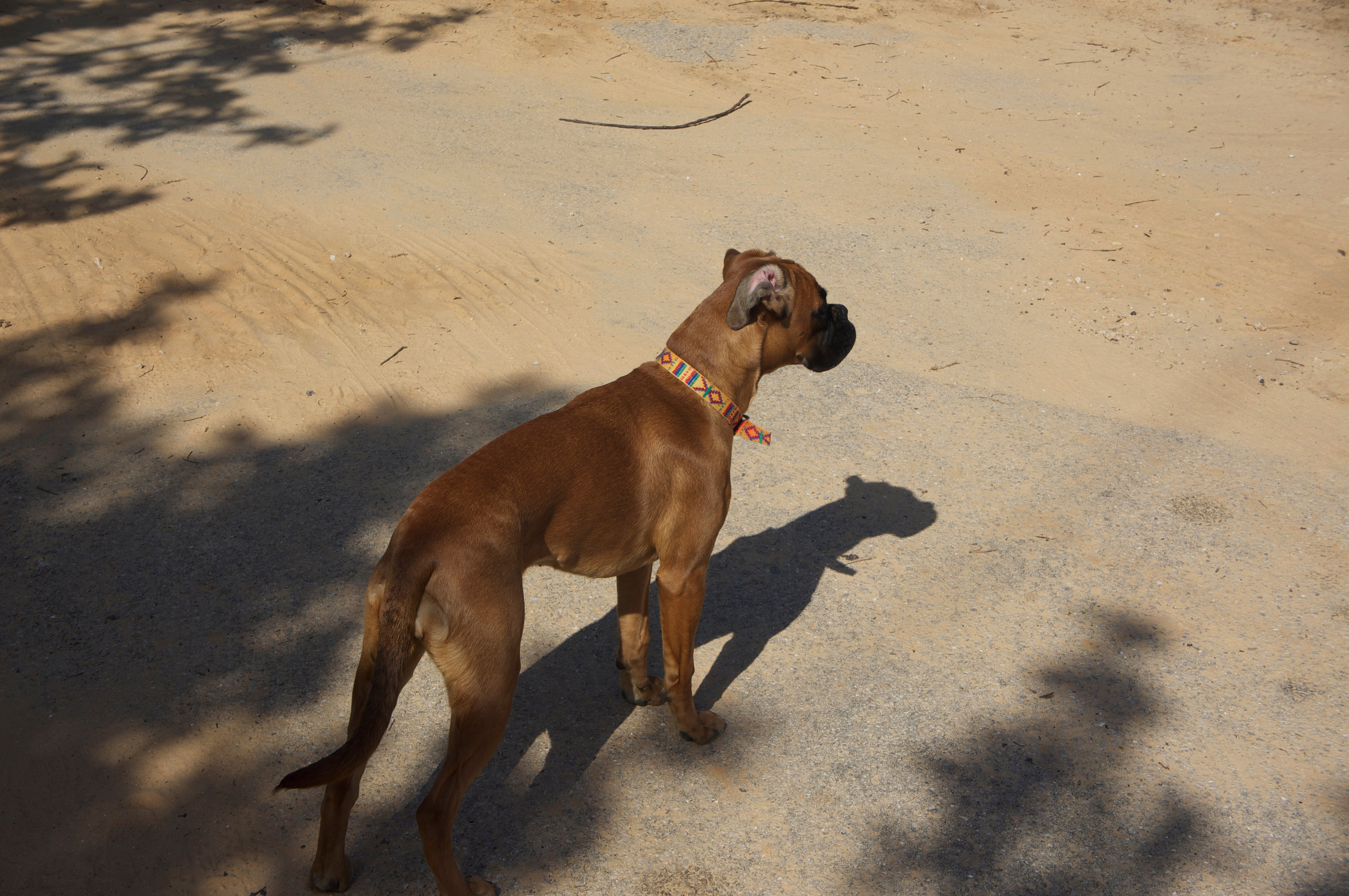 My ״Star״ Boxer Dog