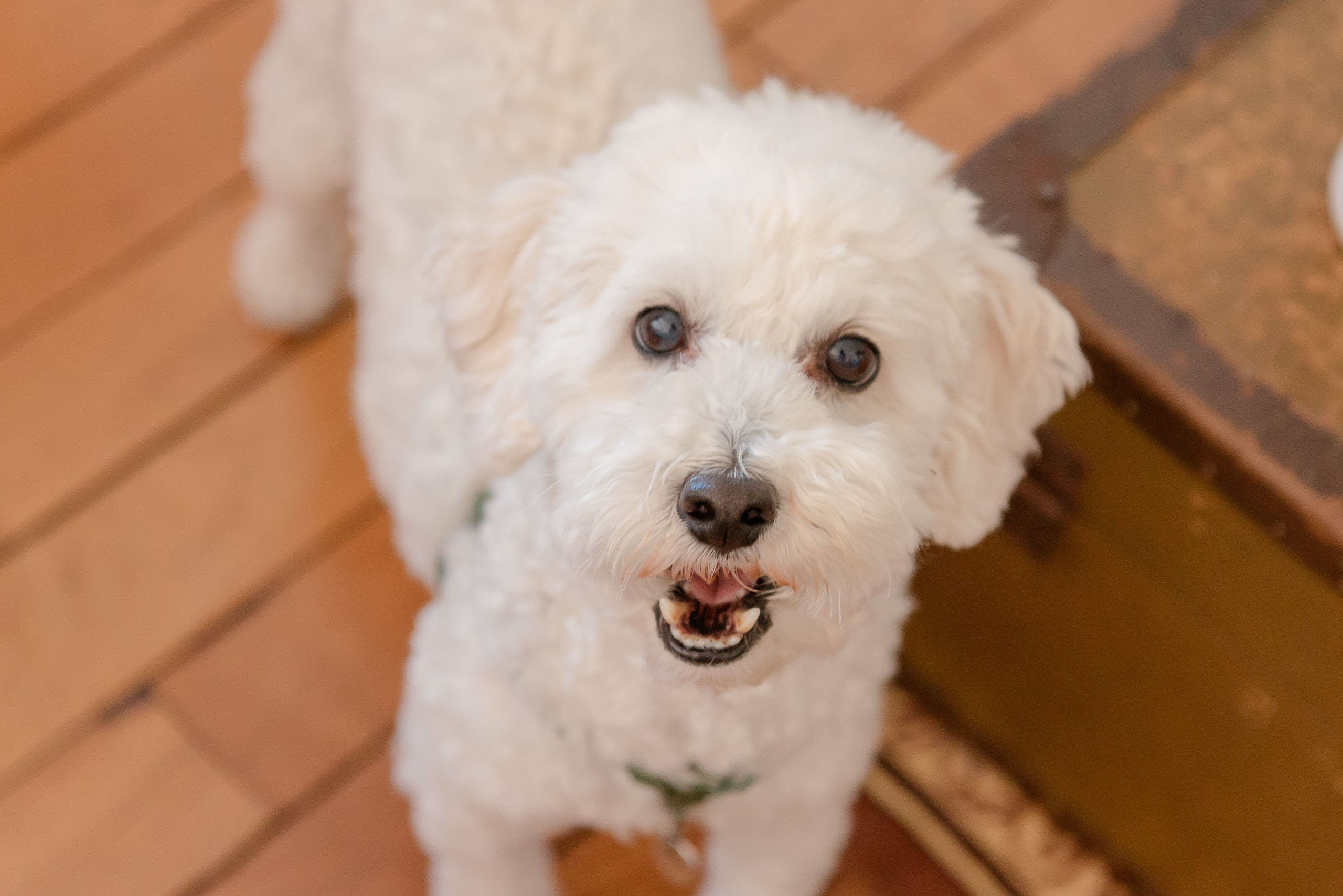 Mejor fotógrafo de Niza, Cannes, Mónaco. MARIA VALUEVA Fotógrafo en Niza, Cannes, Monaco, Francia, Europe, Estambul, Turquía