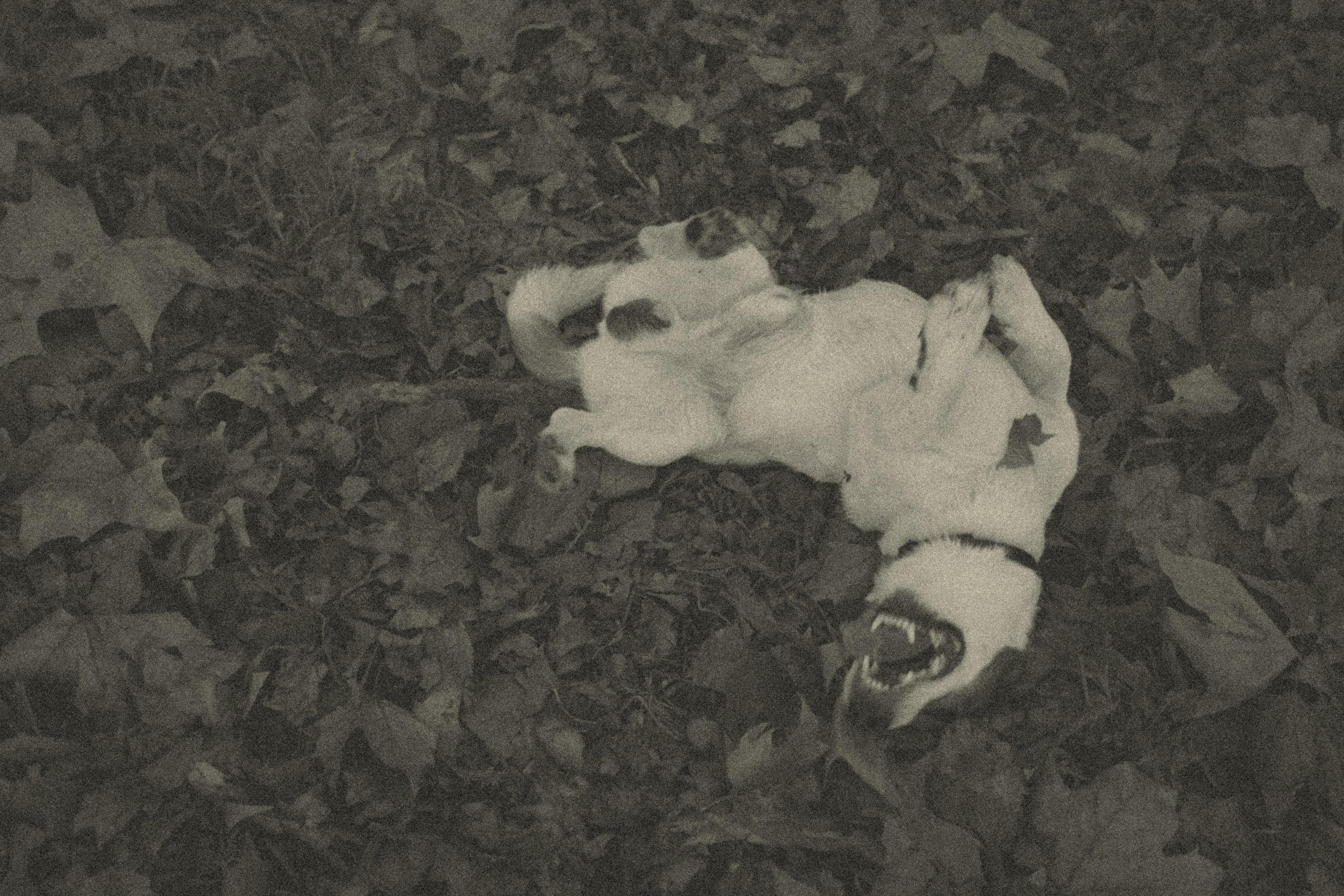 Histoires d’amour, séances photos de famille et de mariage en France