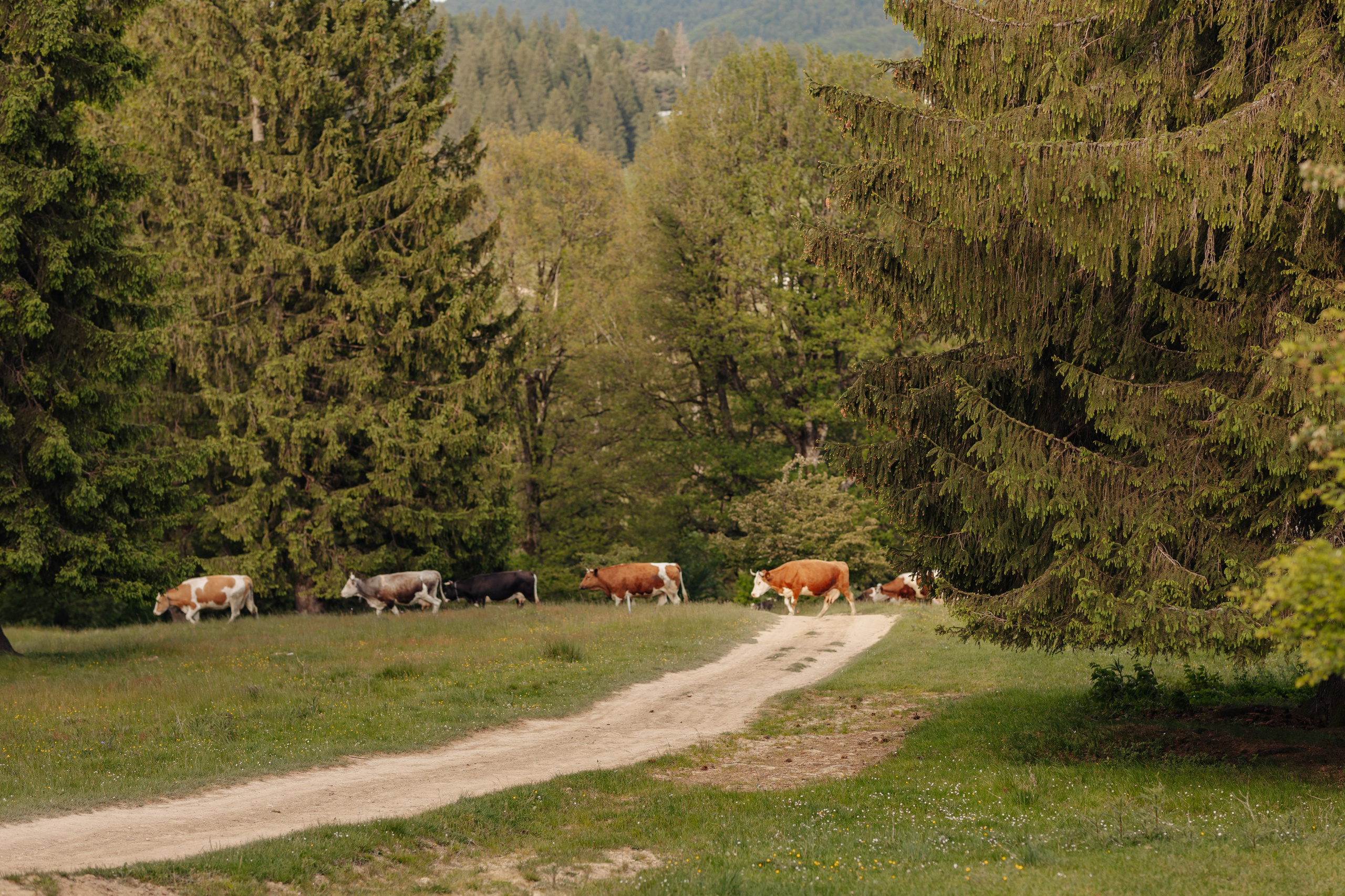 Familia Hudea. Cristina Andronache fotograf Brașov fotograf de familie fotograf de nunta Brașov