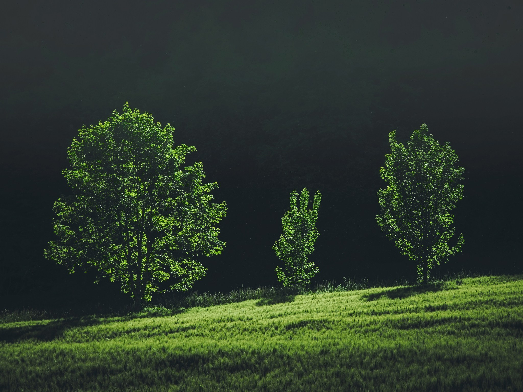 Woodlands. Nature Photographer and Videographer from Germany