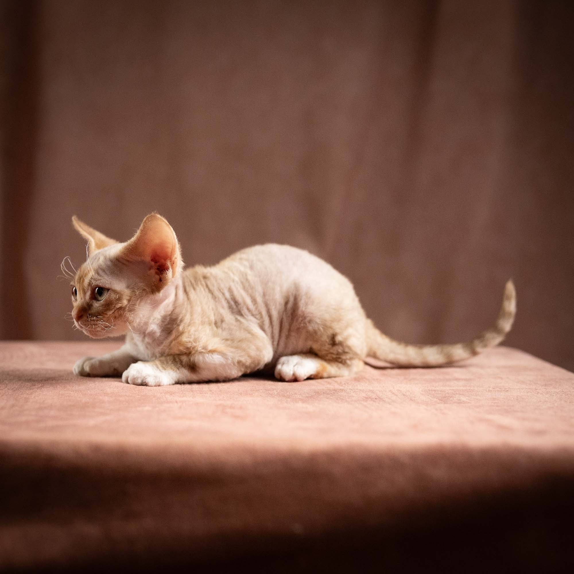 Ophelia, girl, born 02.08.26. Devon Rex Pixie Cattery