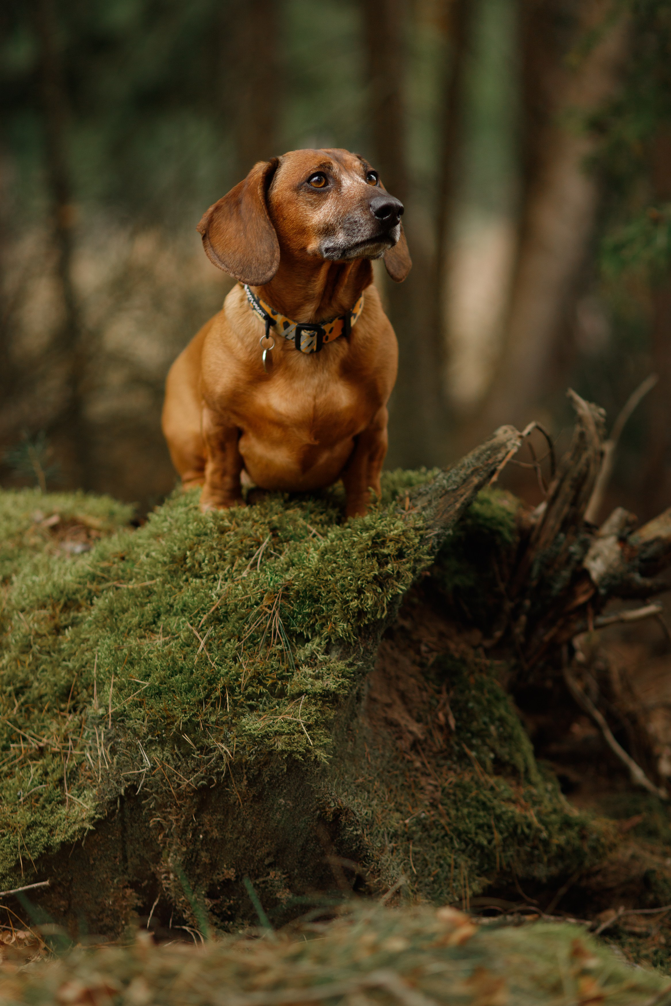 Ania, Franek & Vincent. Kaja | fotograf psów we Wrocławiu