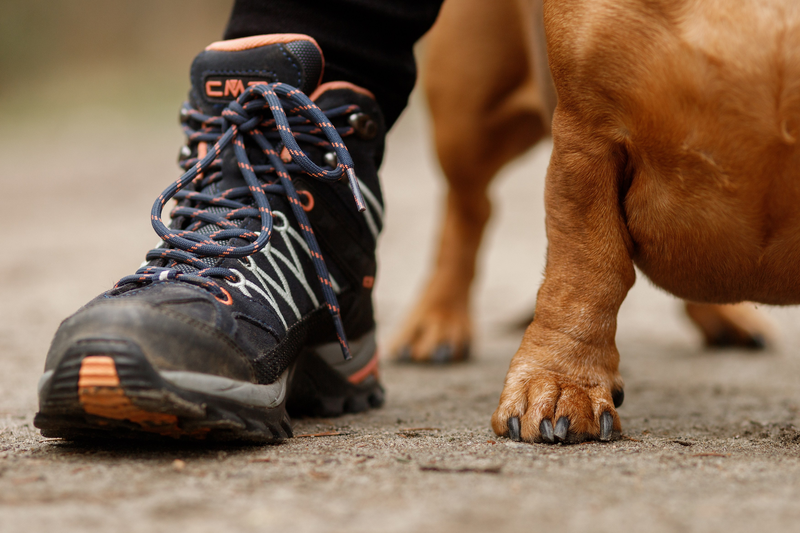 Ania, Franek & Vincent. Kaja | fotograf psów we Wrocławiu