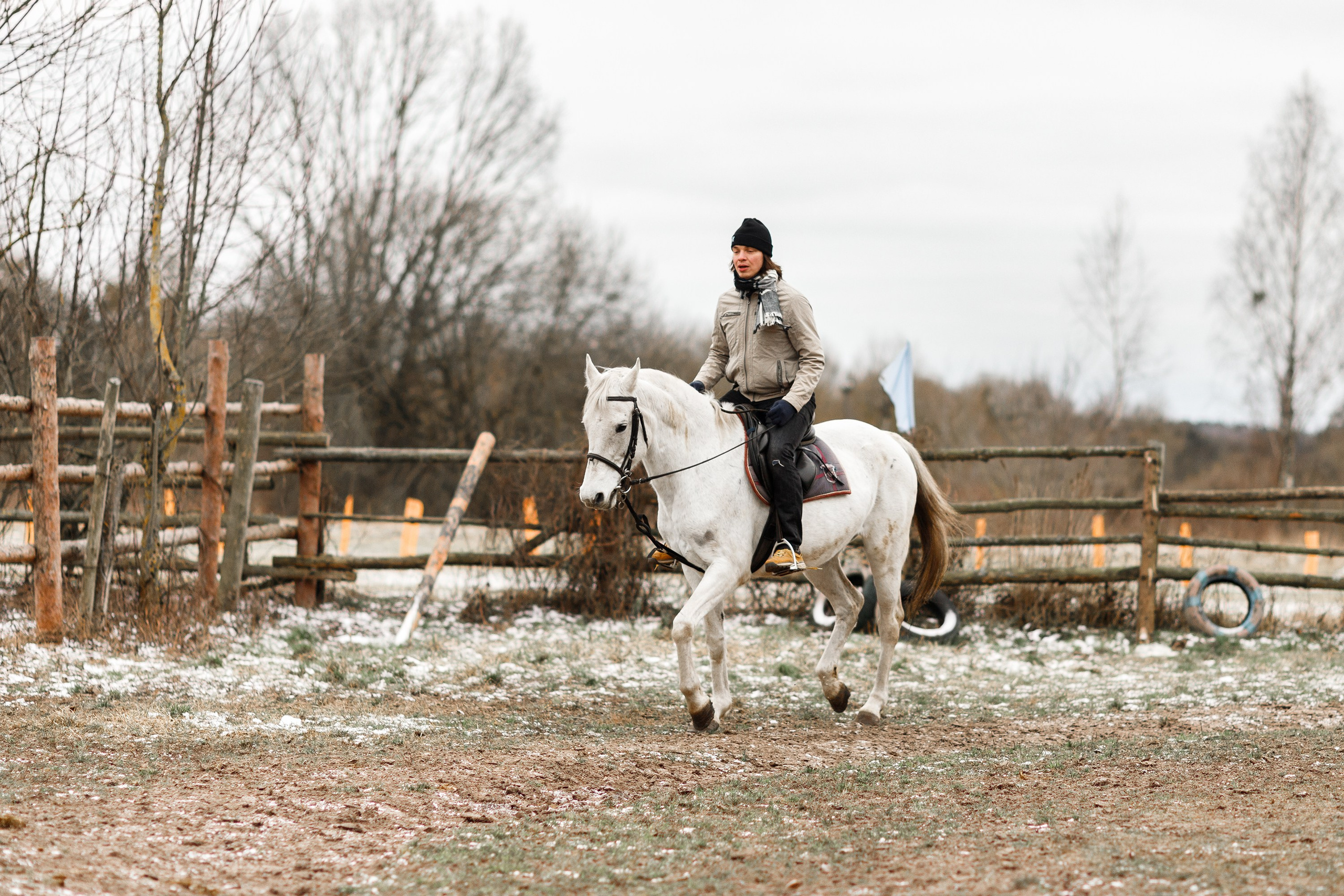 Winter stable. Kaja | fotograf psów we Wrocławiu