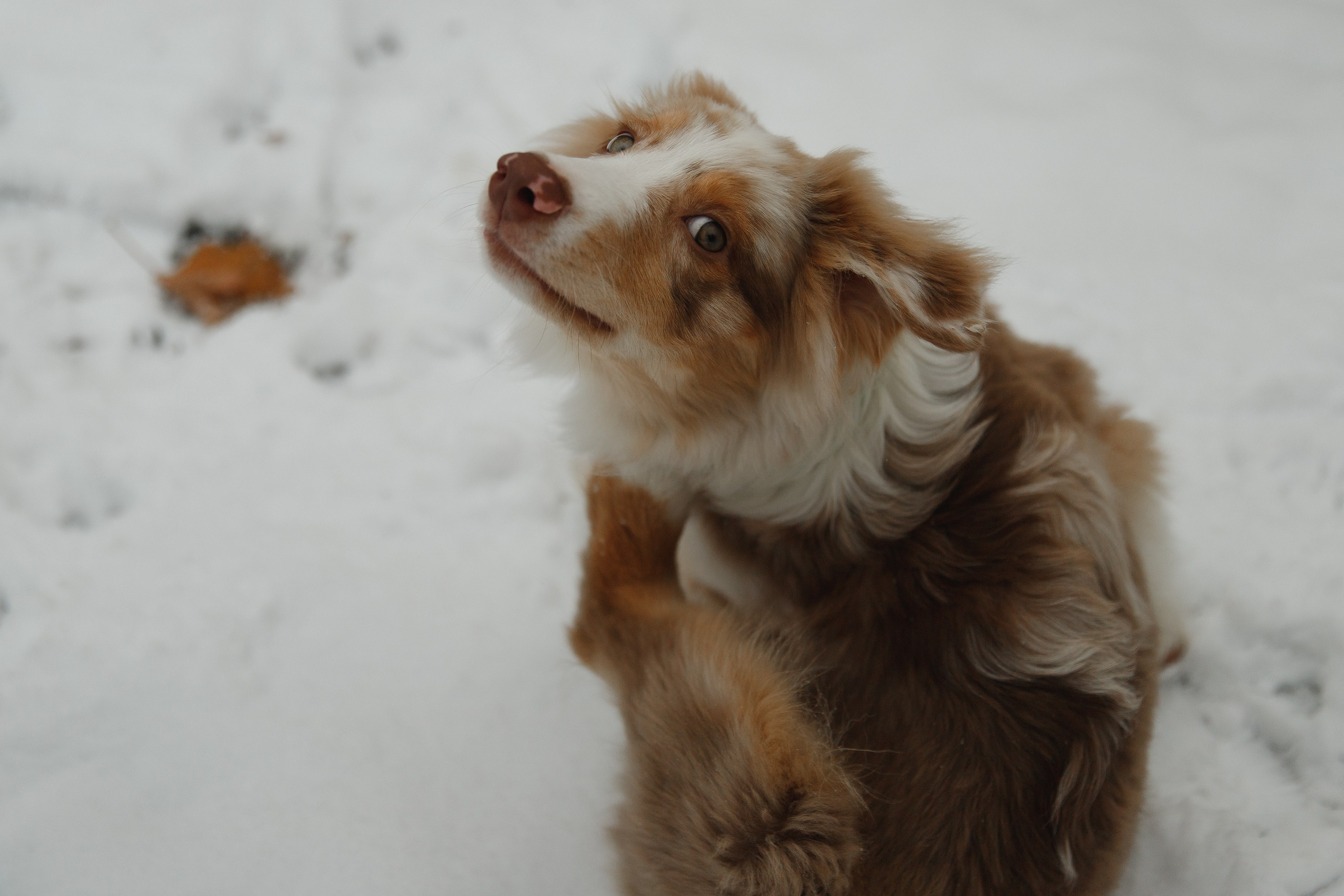 Fotografia psów Wrocław. Kaja | fotograf we Wrocławiu | ludzie i psy