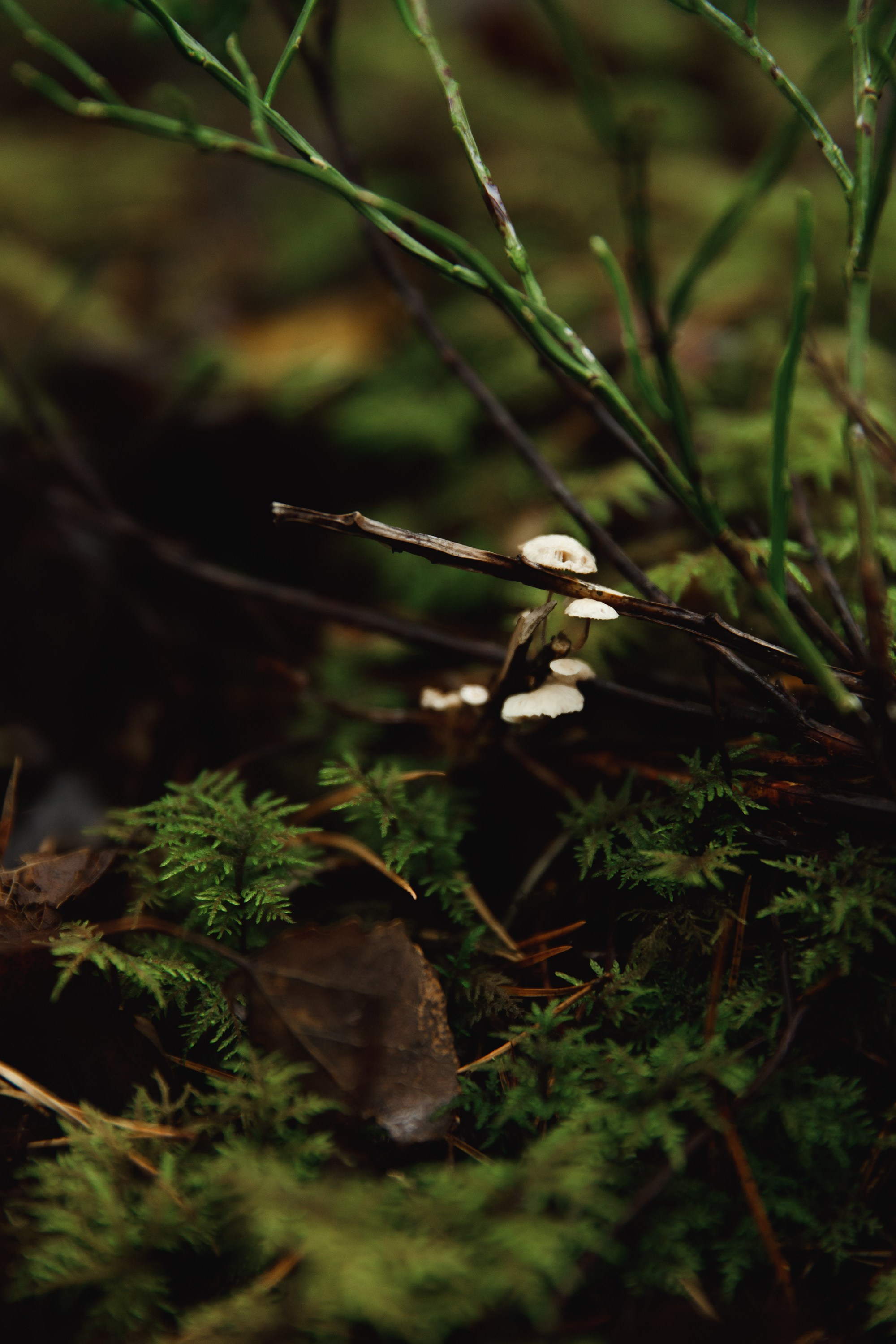 Turku. Kaja | fotograf psów we Wrocławiu