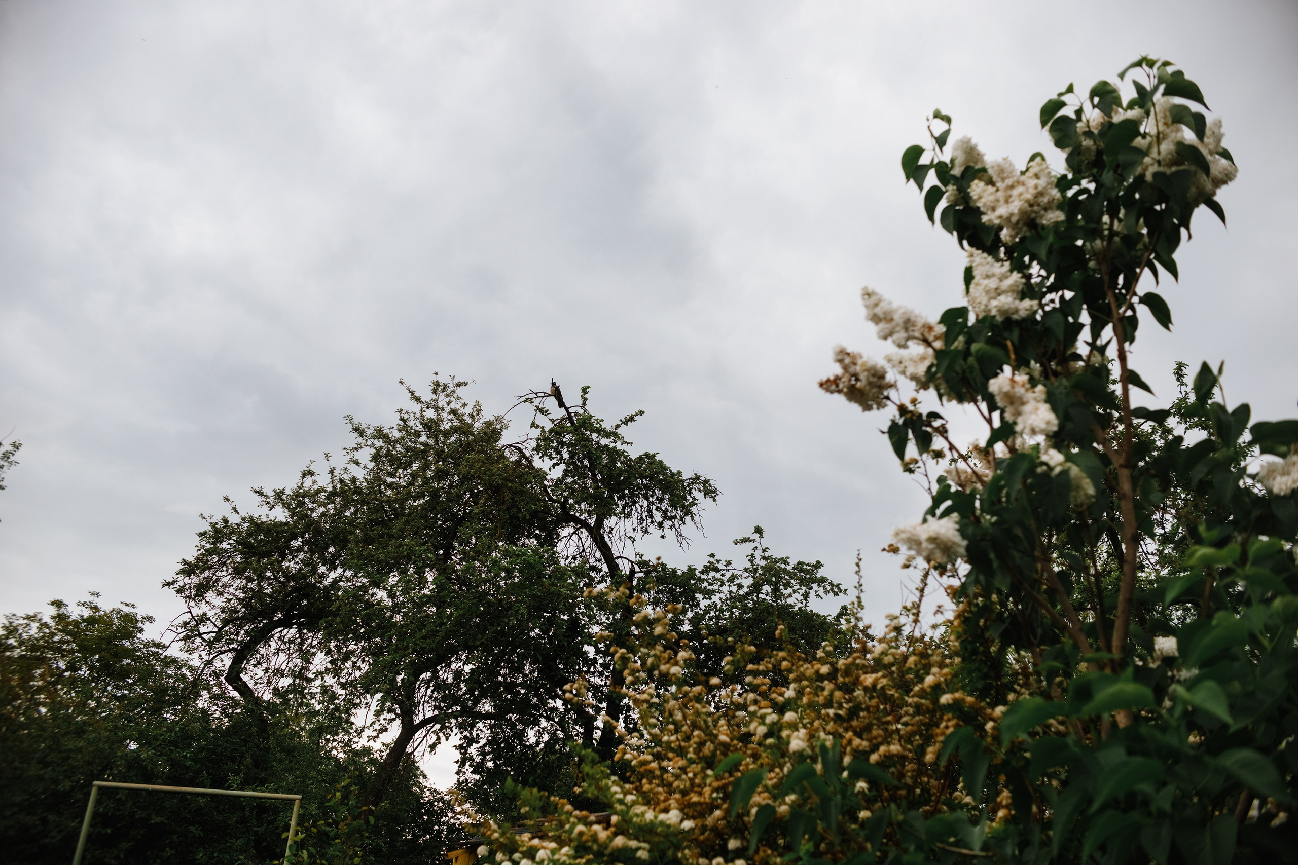 Grodno. Kaja | fotograf we Wrocławiu | ludzie i psy