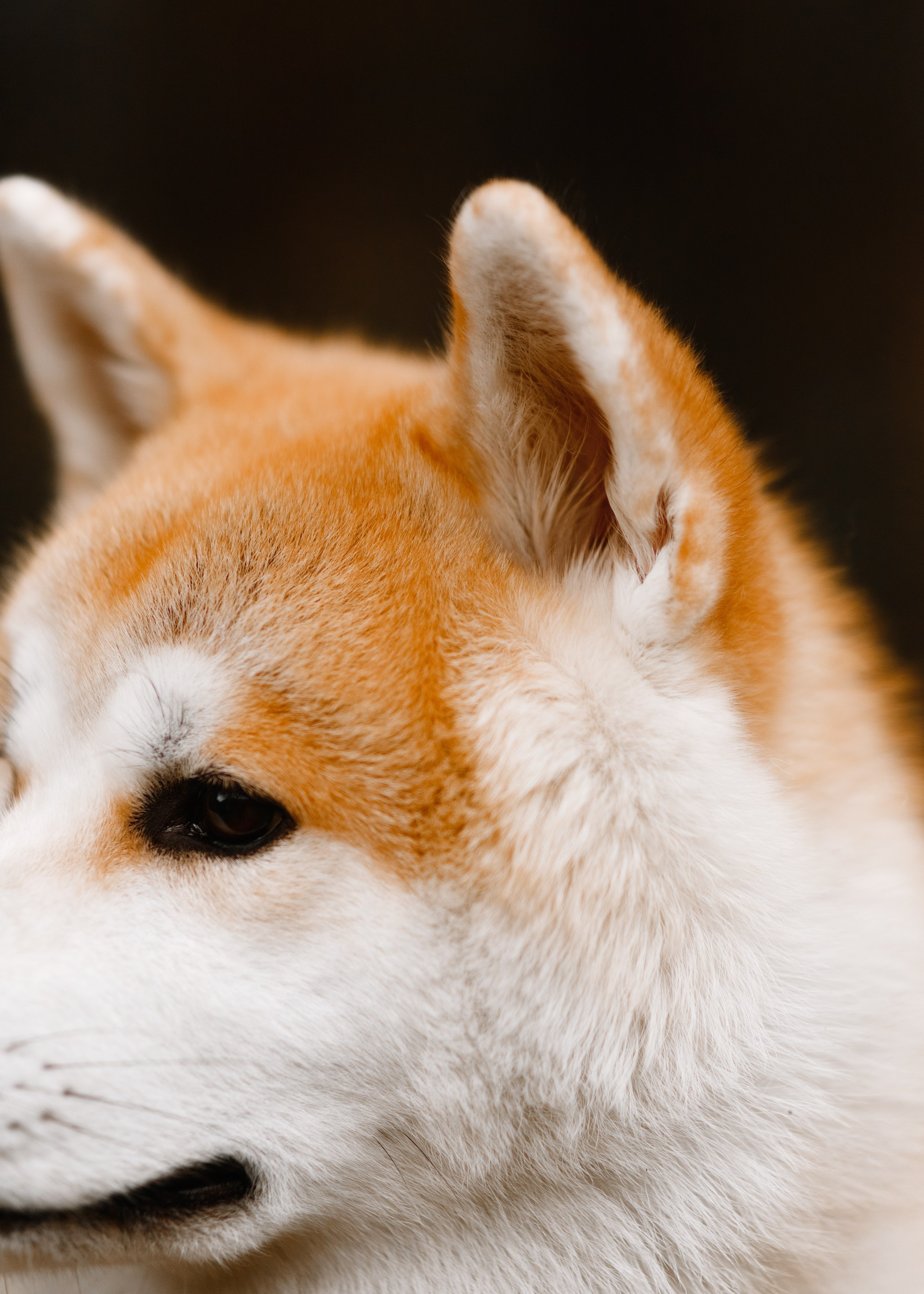 Maria & Kenji. Kaja | fotograf we Wrocławiu | ludzie i psy