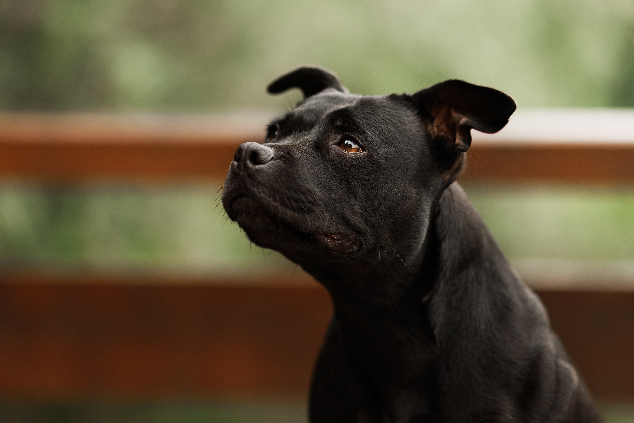 Staffy Yosia. Kaja | fotograf we Wrocławiu | ludzie i psy
