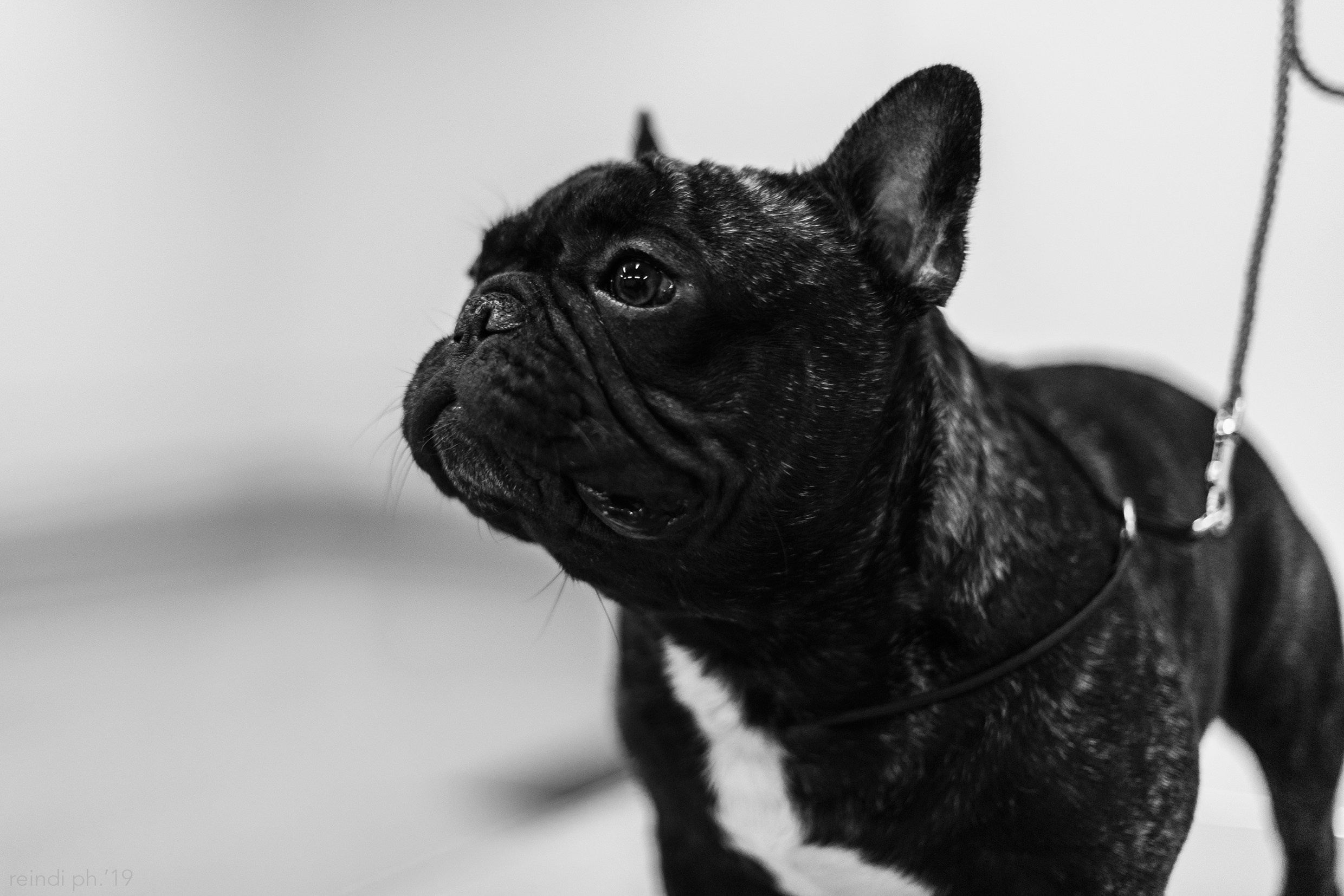 Dog handling hall. Kaja | fotograf we Wrocławiu | ludzie i psy