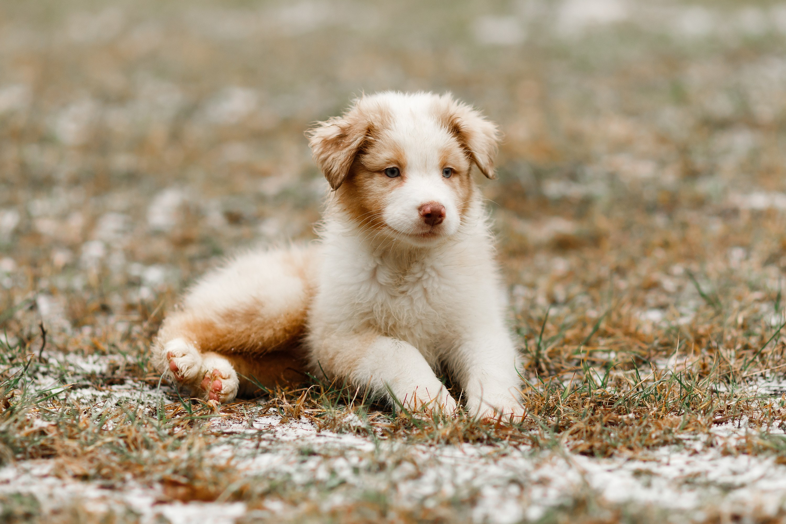 Pack of aussie puppies. Kaja | fotograf psów we Wrocławiu
