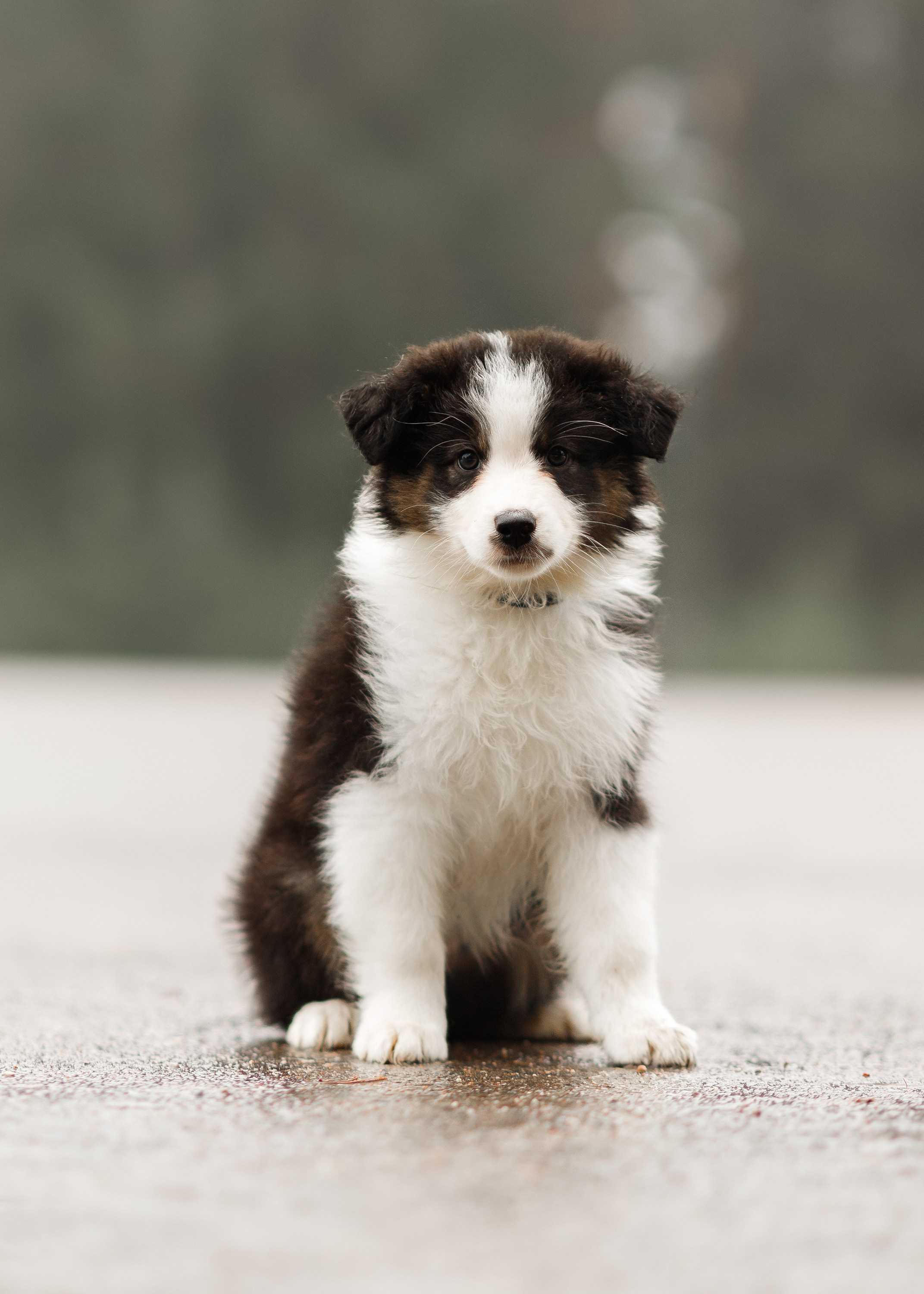 Pack of aussie puppies. Kaja | fotograf psów we Wrocławiu