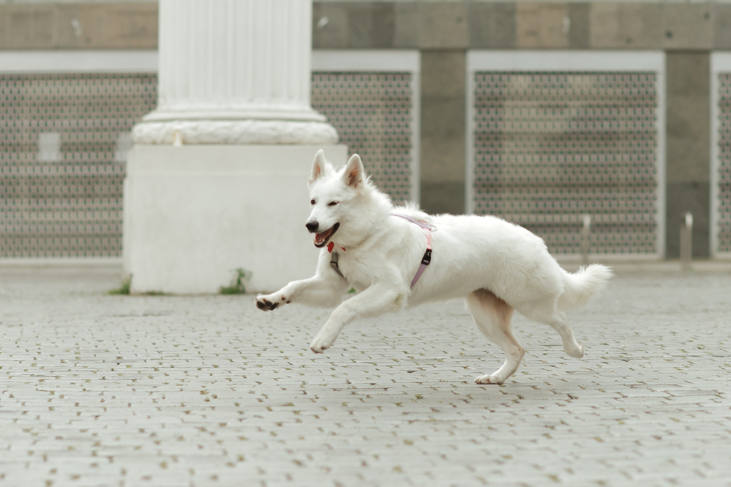 Astra in Leipzig. Kaja | fotograf we Wrocławiu | ludzie i psy