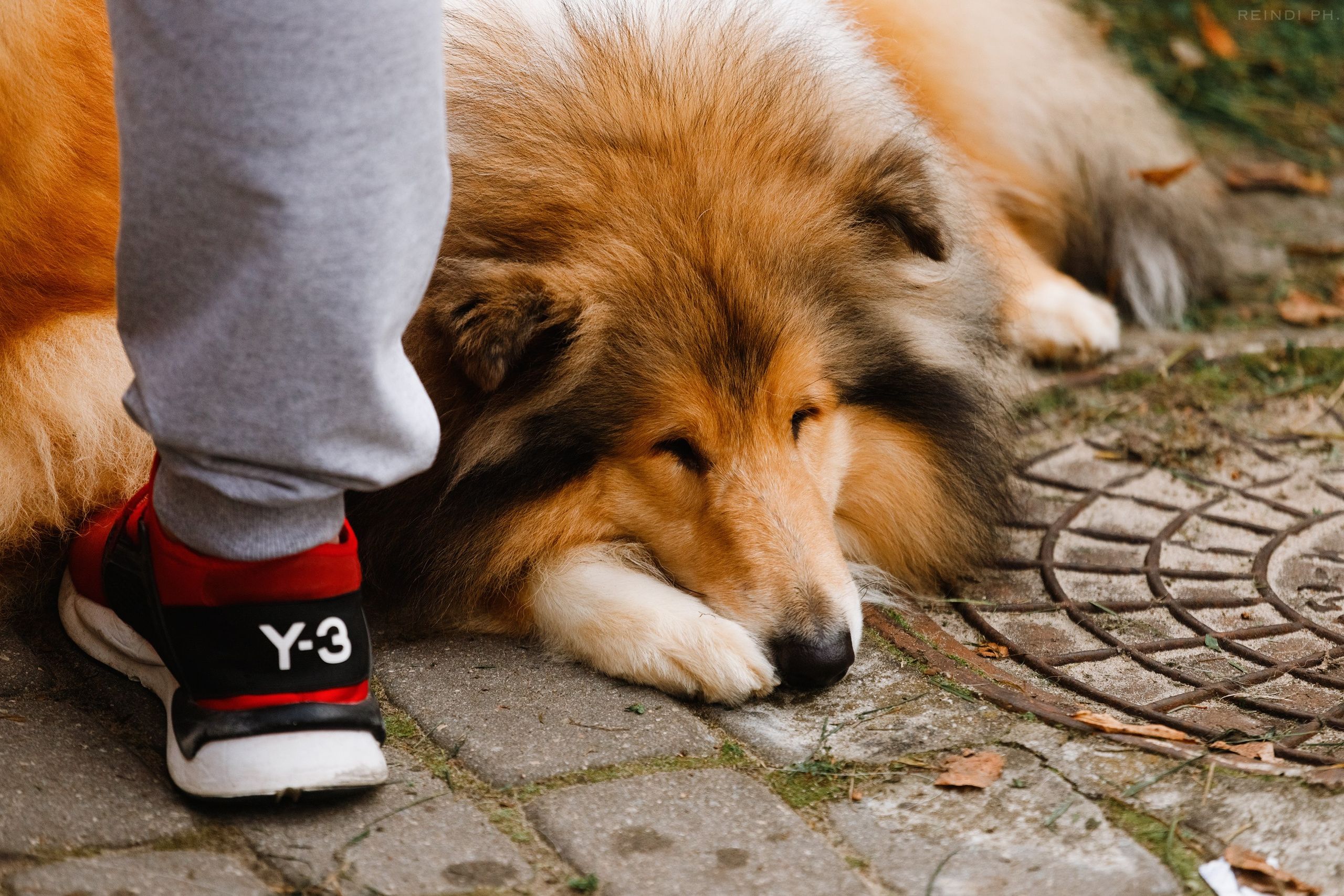 «Argus» dog show in Brest. Kaja | fotograf we Wrocławiu | ludzie i psy