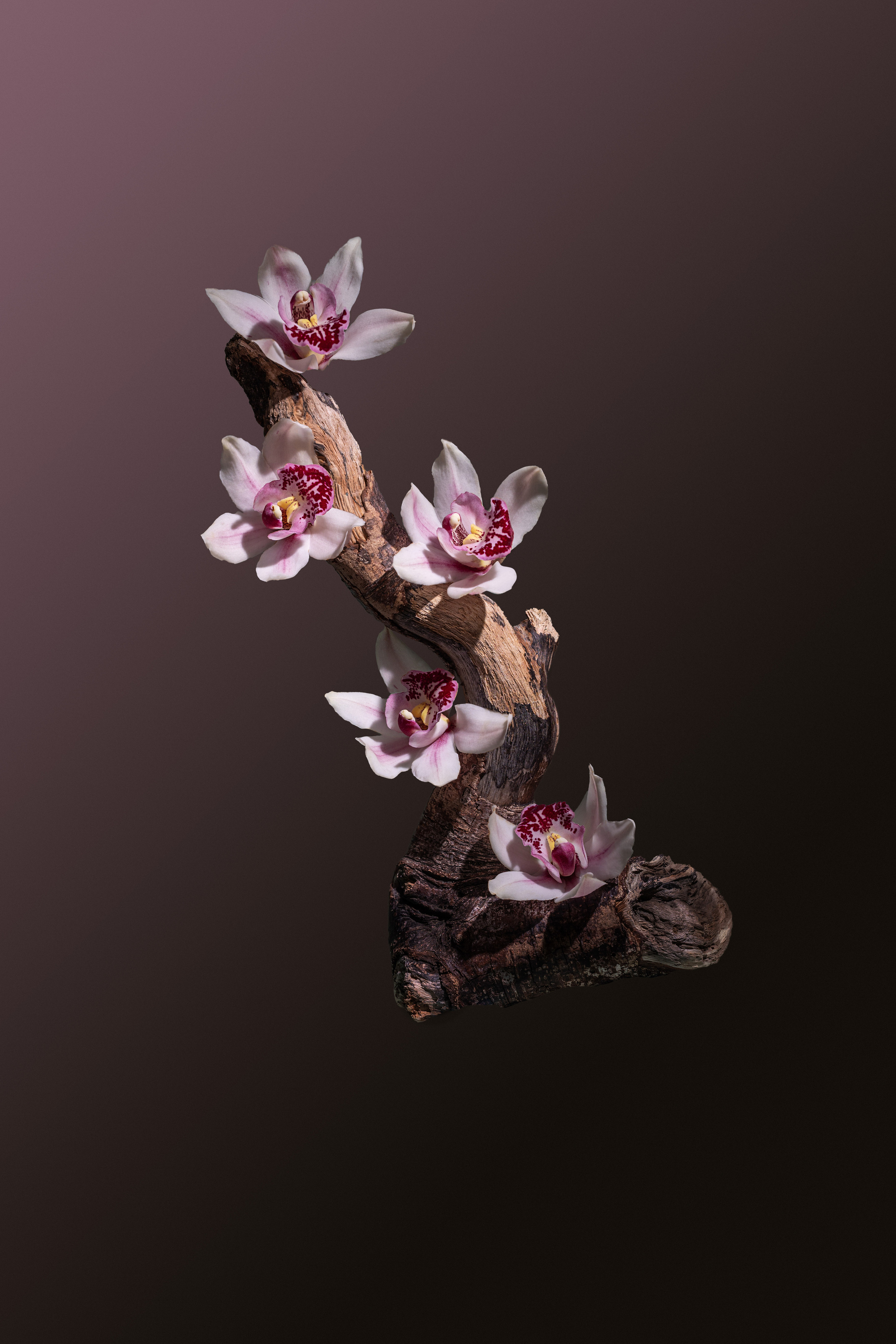 Creative Photography. Laira Studio — creative Portrait and Product Photography in Vancouver