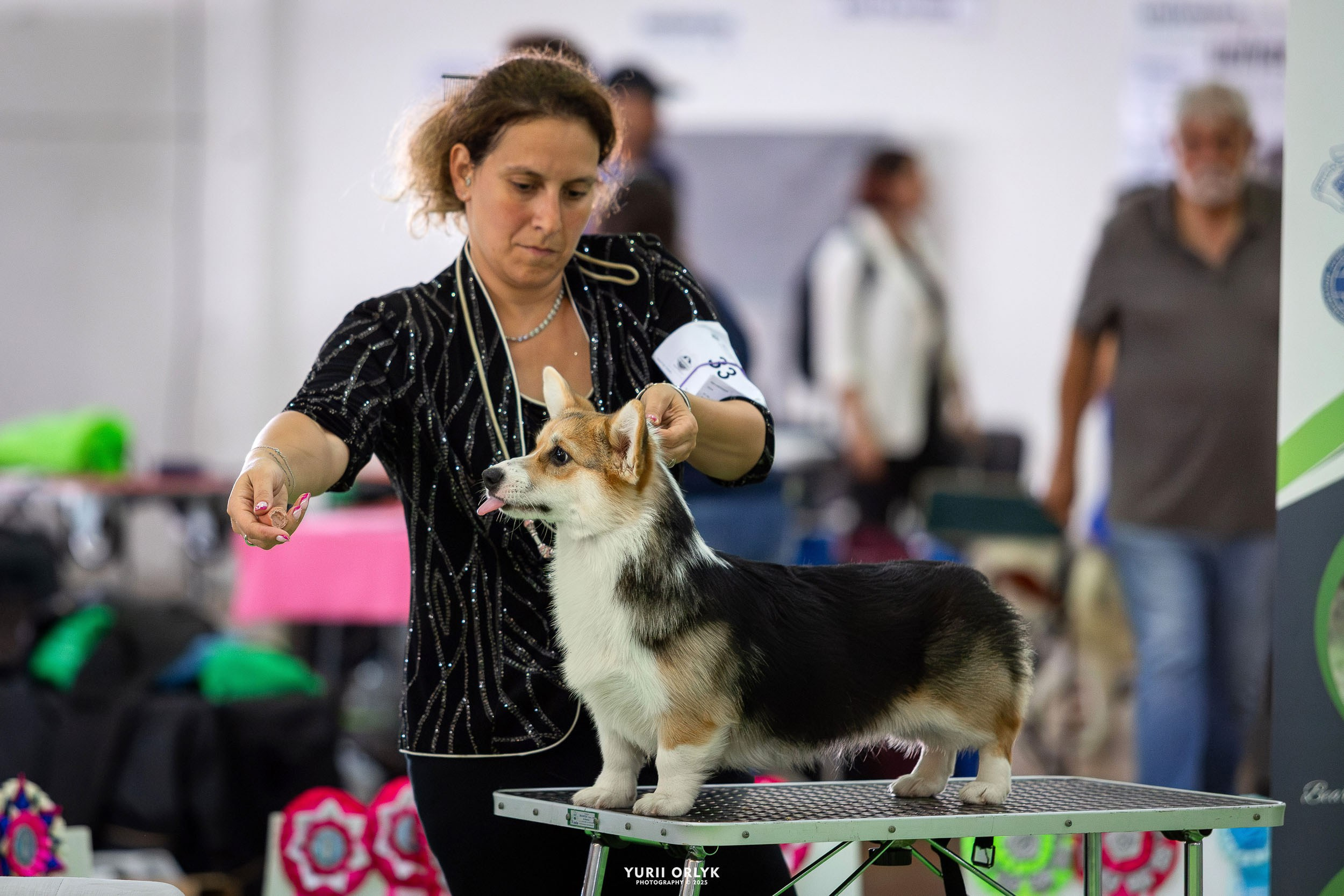 Dog Shows. Yurii Orlyk Photography