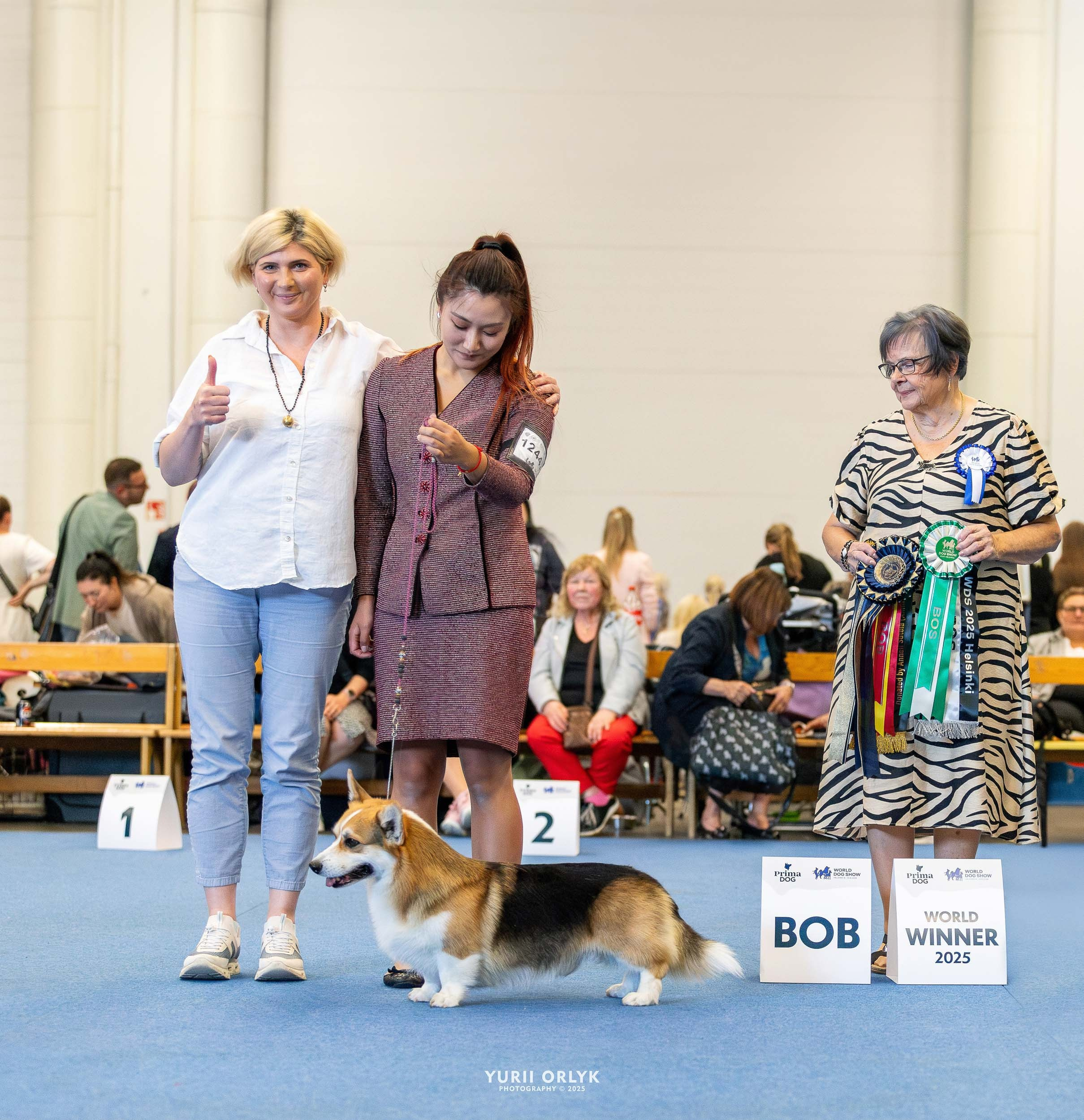 Dog Shows. Yurii Orlyk Photography