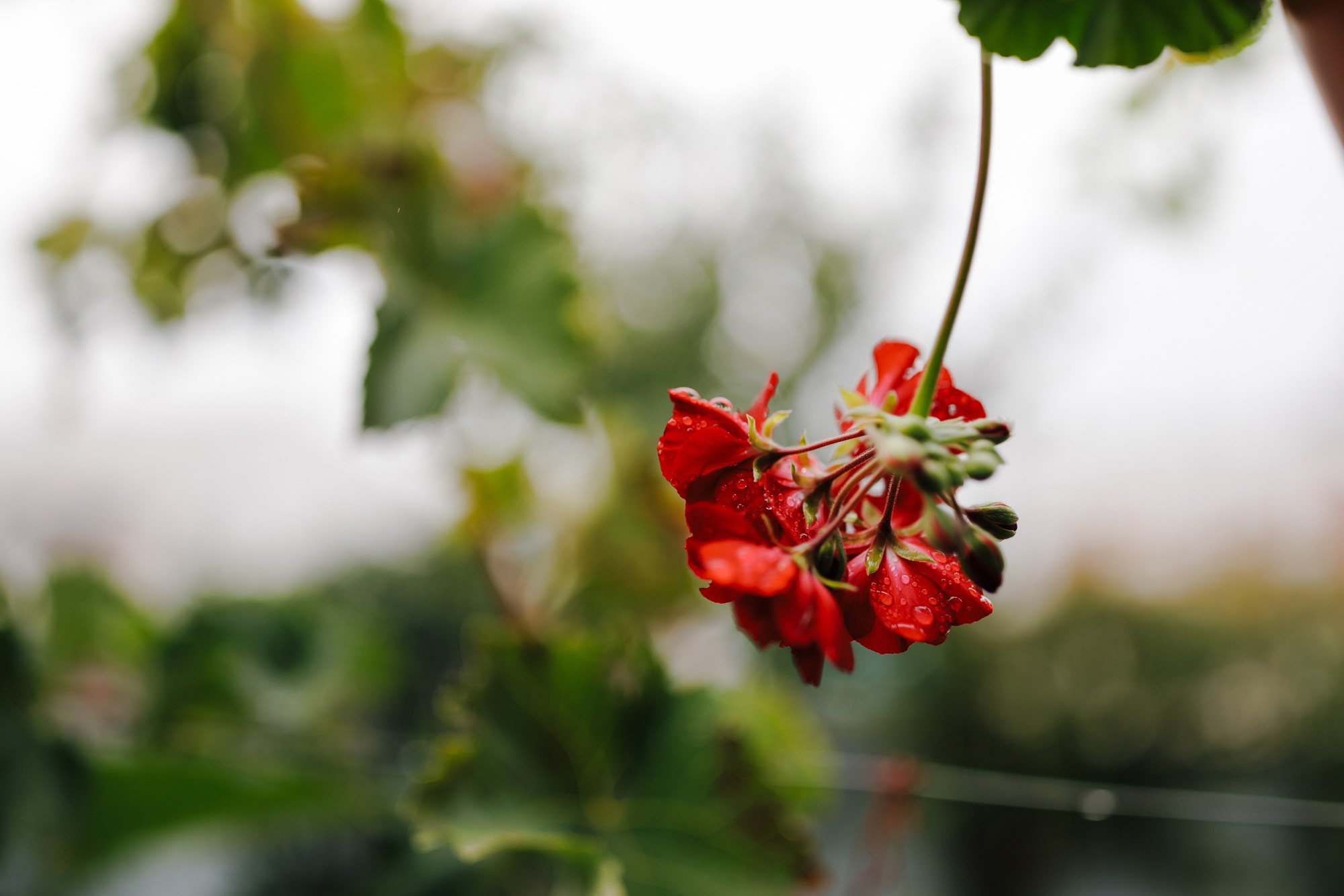 Vladut-Andrea. Fotograf și videograf de nuntă R. Moldova, Romania