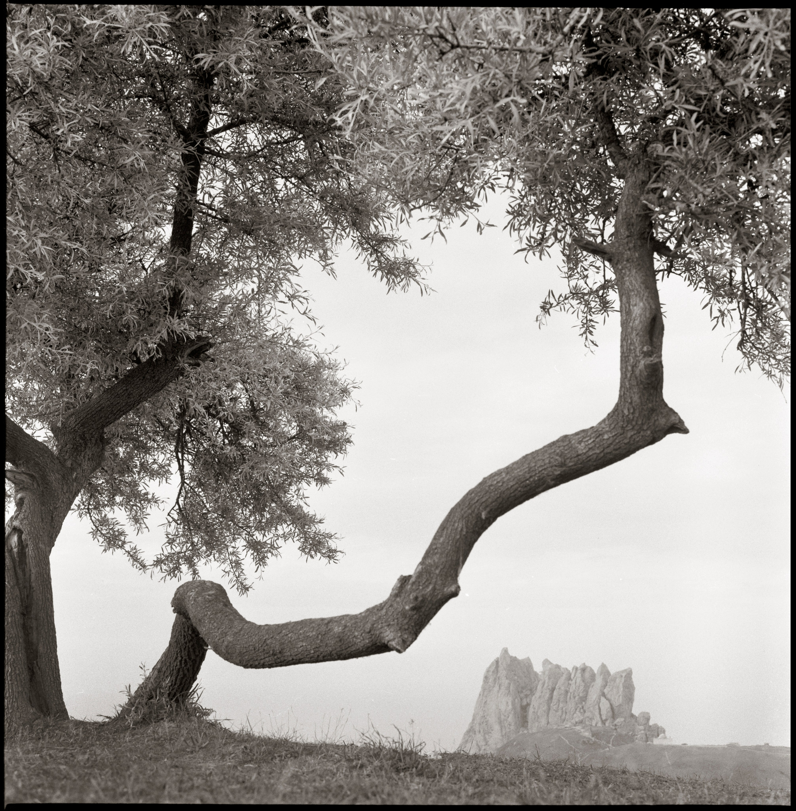 NATURE. Www.sananaleskerov.com