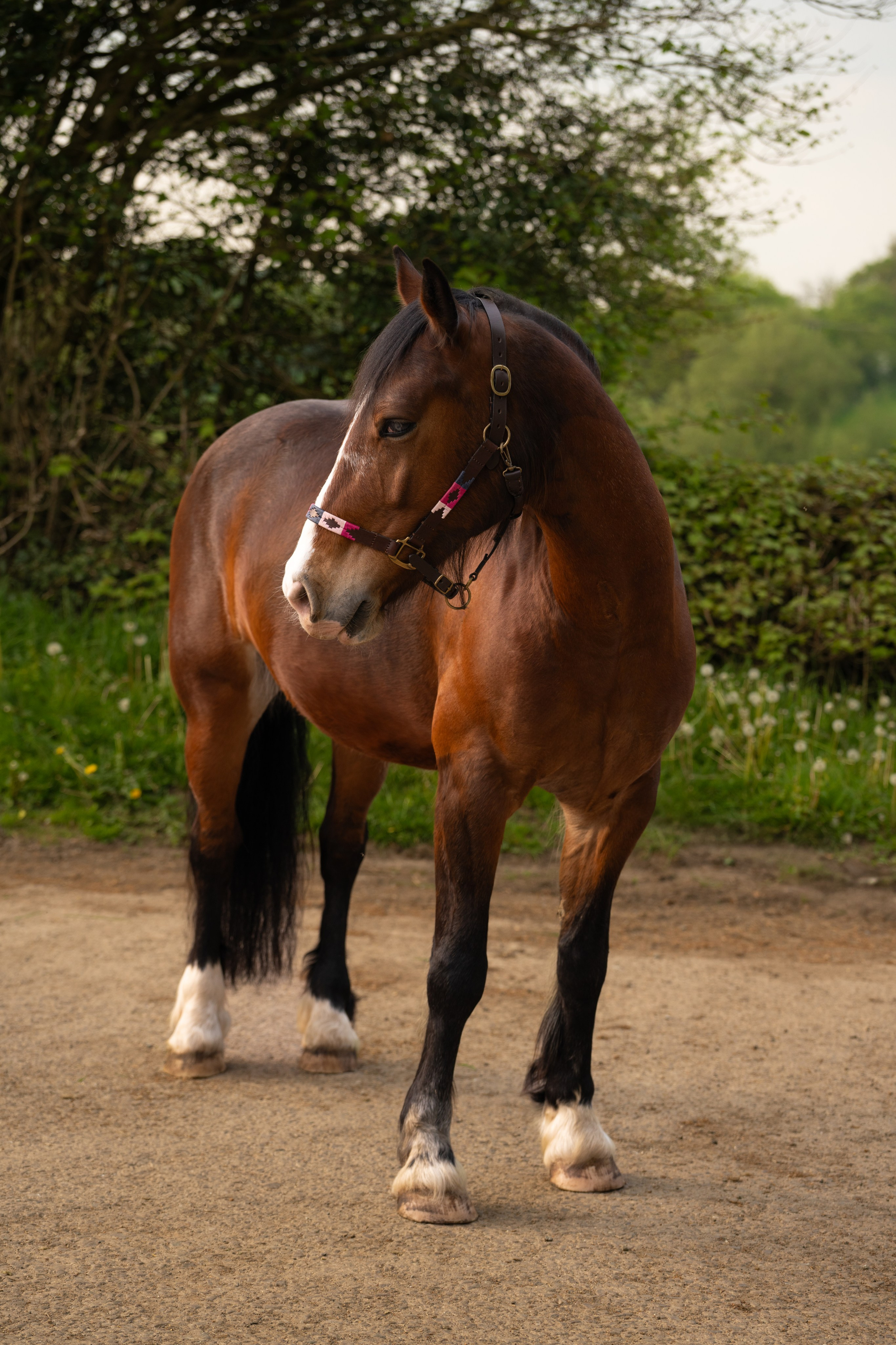 Horse’s face in focus, showing character and calmness during equine photoshoot