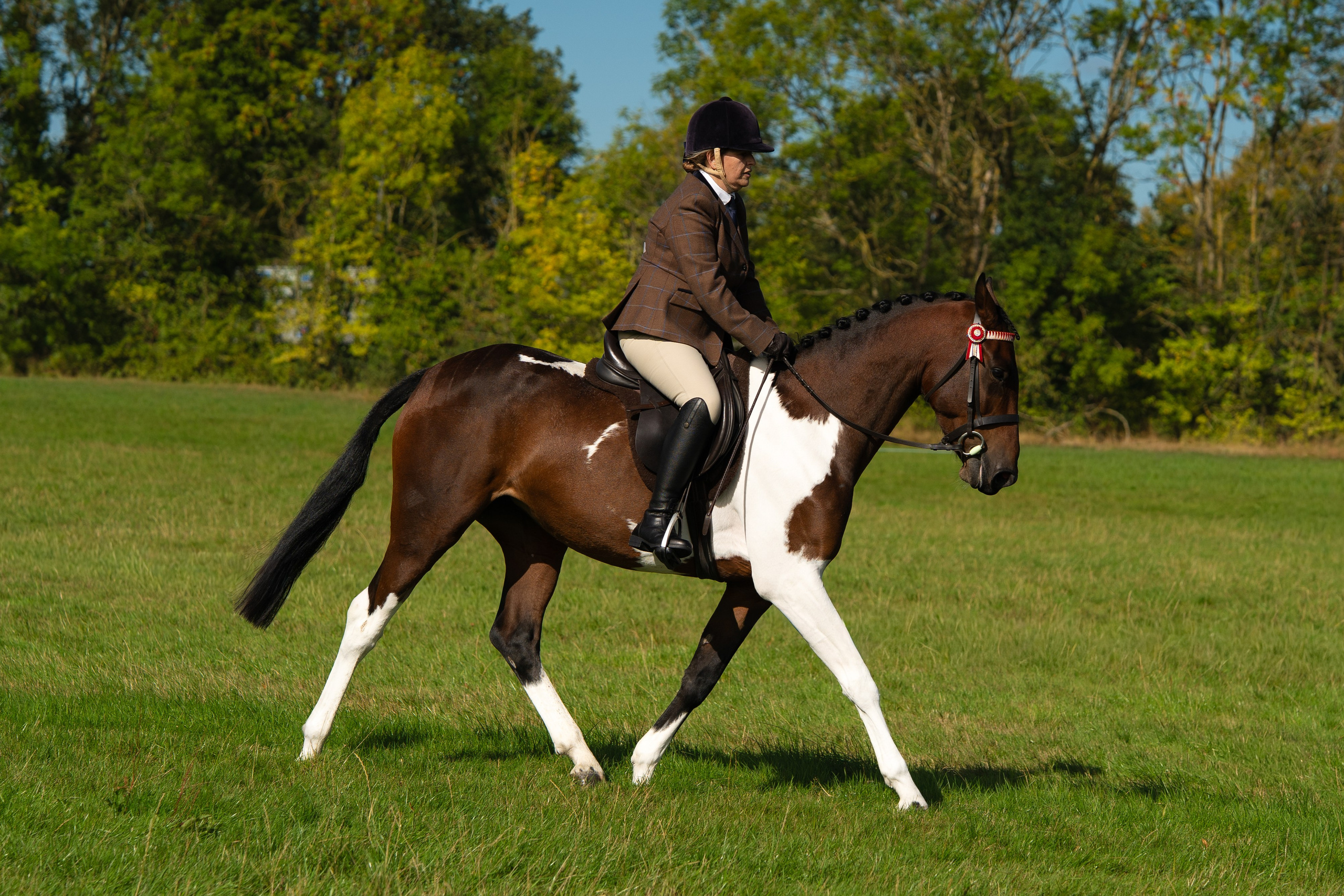 Showing. Leicestershire Equine Photography by El | Authentic Equine Portraits & Events