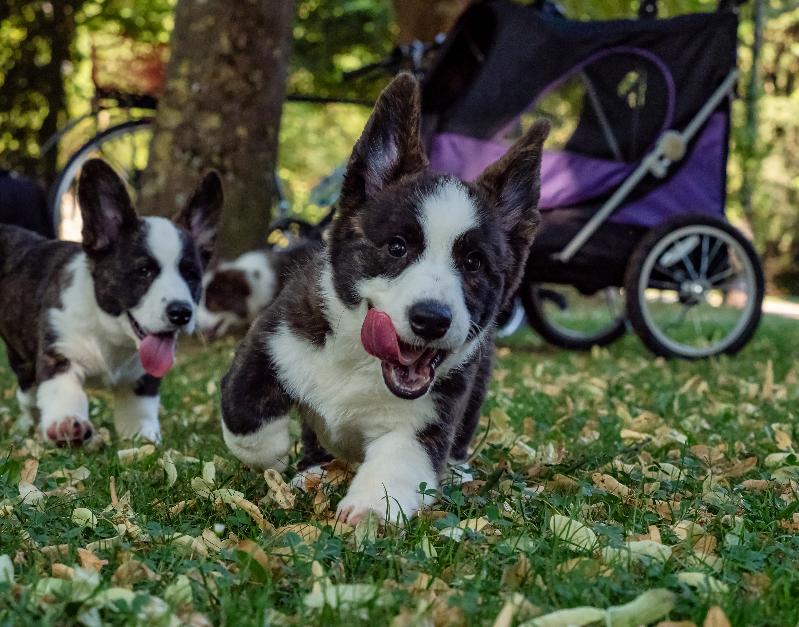 Puppies 03/06/2025. Photographe à Strasbourg | Portraits, Studio, Enfants, Événements