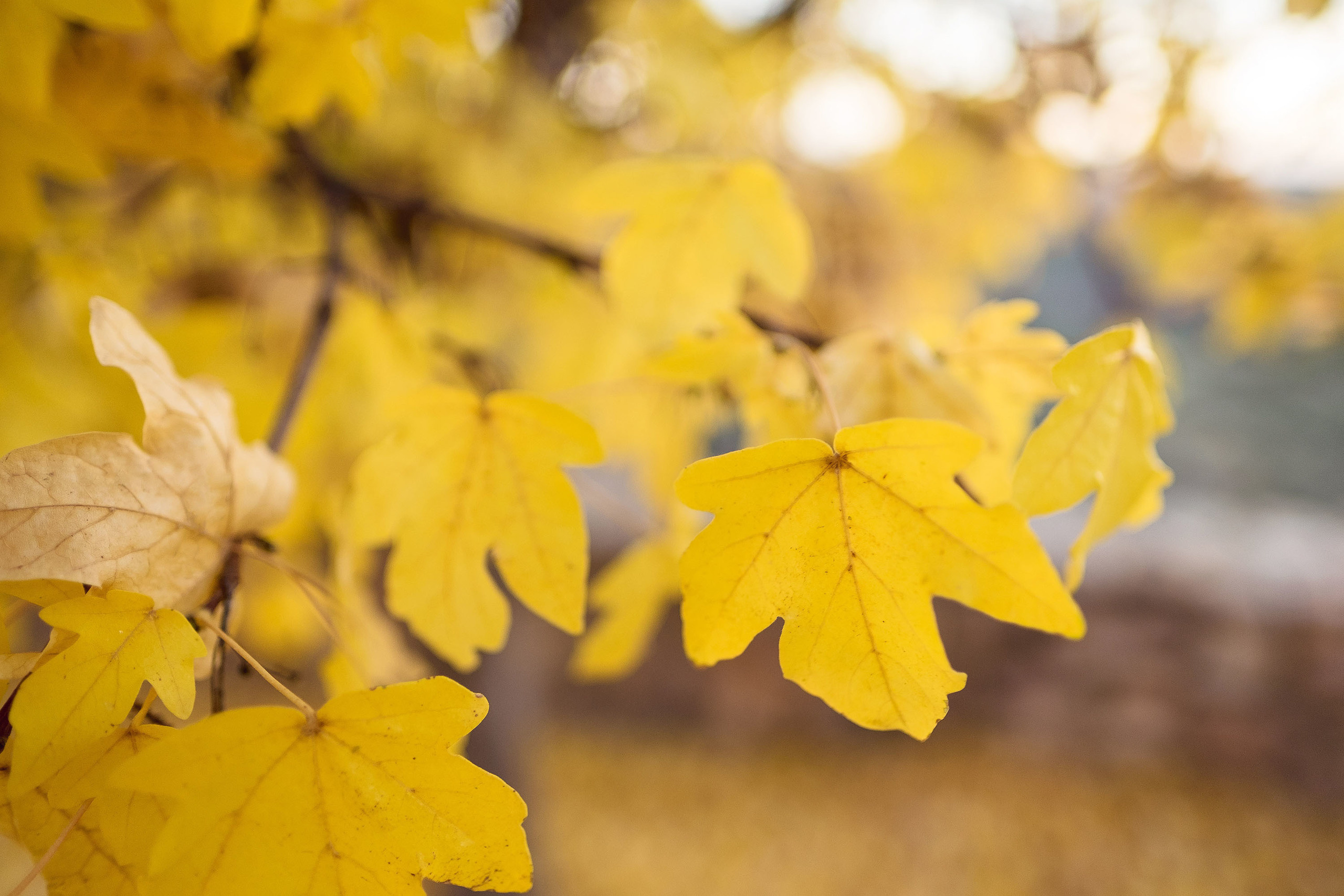 Postboda Alquezar - Patricia & Guillermo / Preboda en Pirineo. PIXLOVE - Fotógrafos de bodas Huesca Pirineos Zaragoza