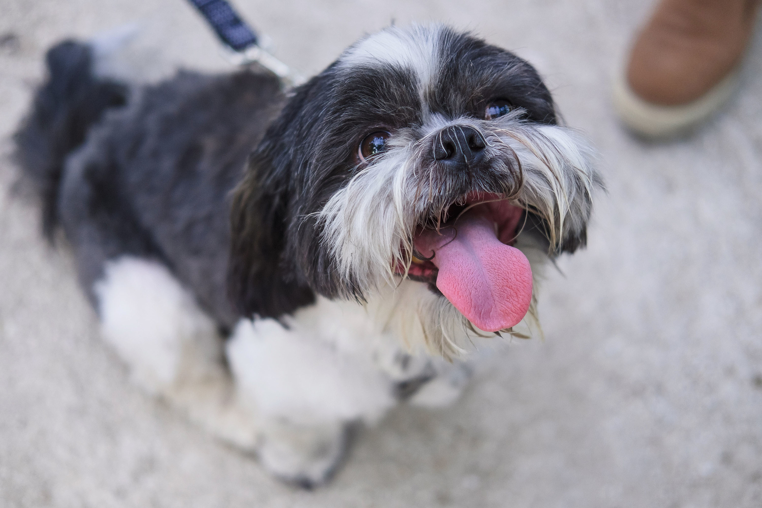 Preboda Parque Grande José Antonio Labordeta / Fotografo Zaragoza. PIXLOVE - Fotógrafos de bodas Huesca Pirineos Zaragoza