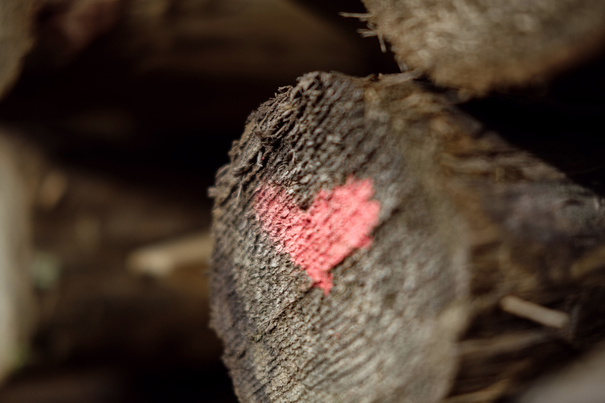 Preboda La Peña Estación, Pirineos - Ana y David -. PIXLOVE - Fotógrafos de bodas Huesca Pirineos Zaragoza