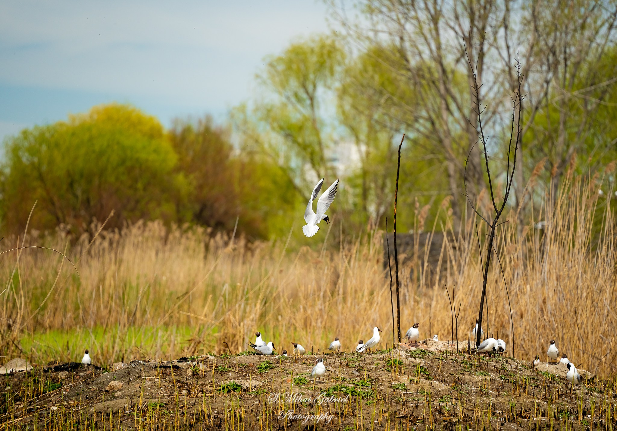 Natura. Foto Studio — Fotograf de evenimente, nunti, botezuri, portrete
