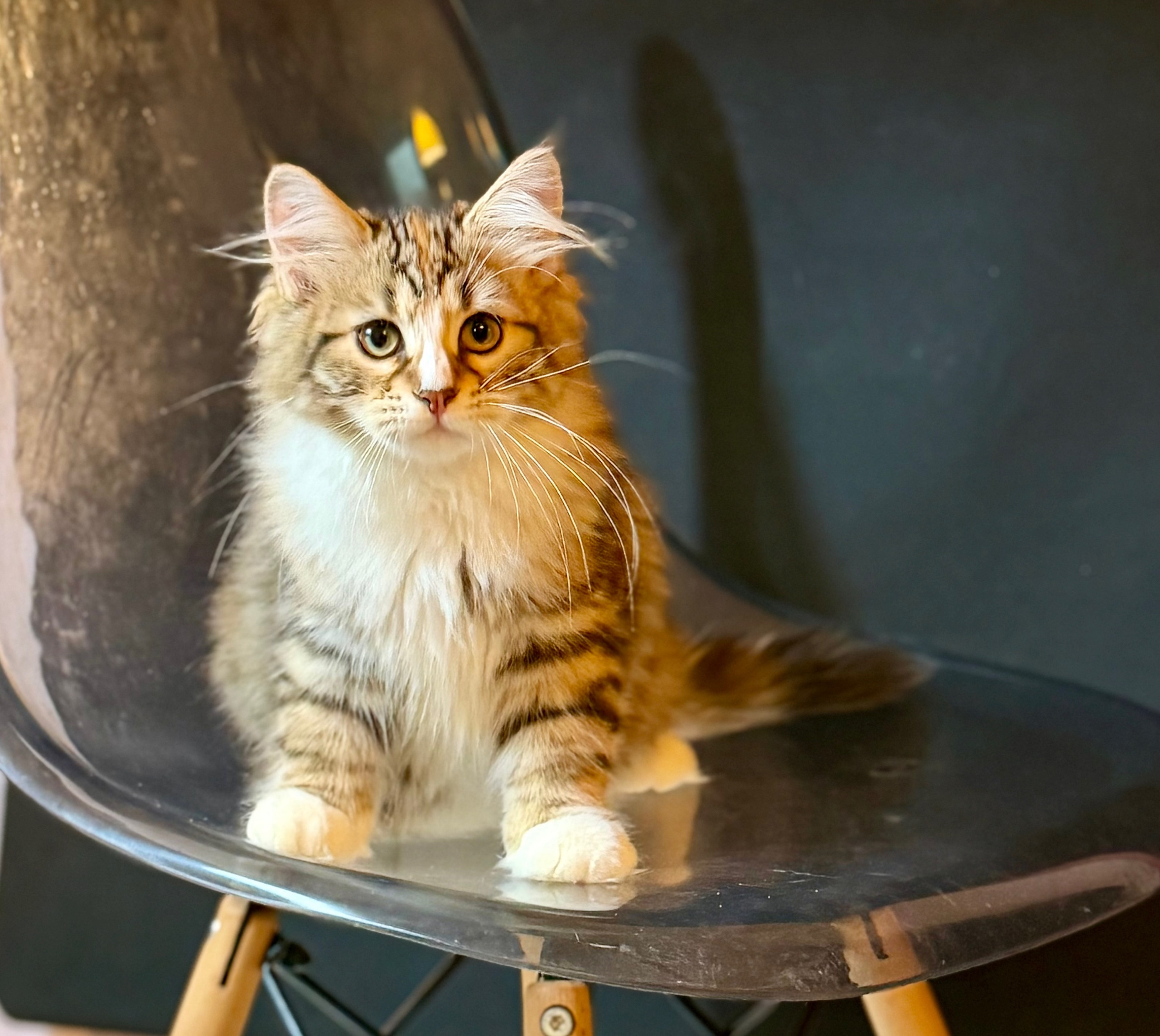 Eliza. LEMON GREEN SIBERIANS 香港西伯利亞貓舍