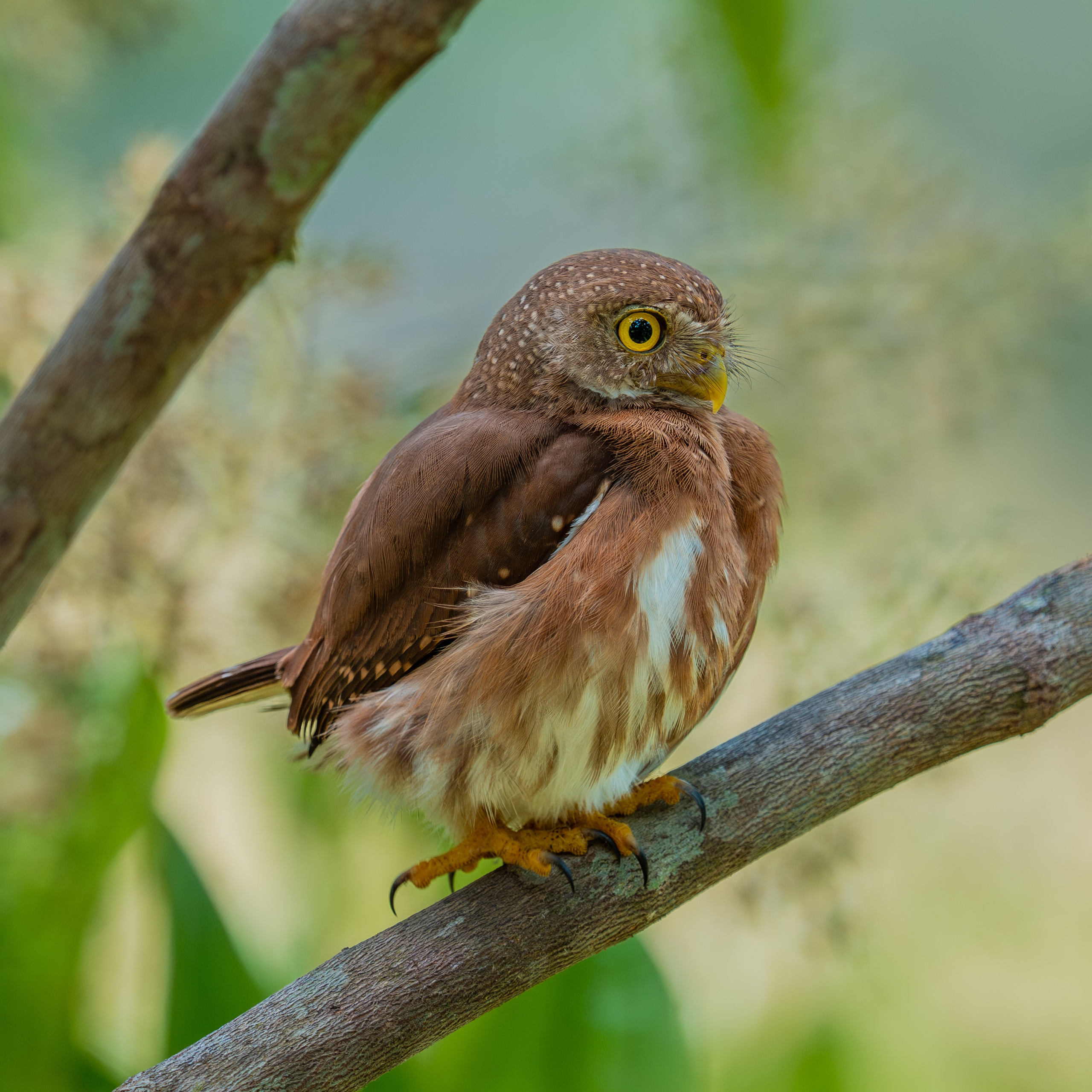 Buhos. Nature photographer Yuri Soria-Galvarro