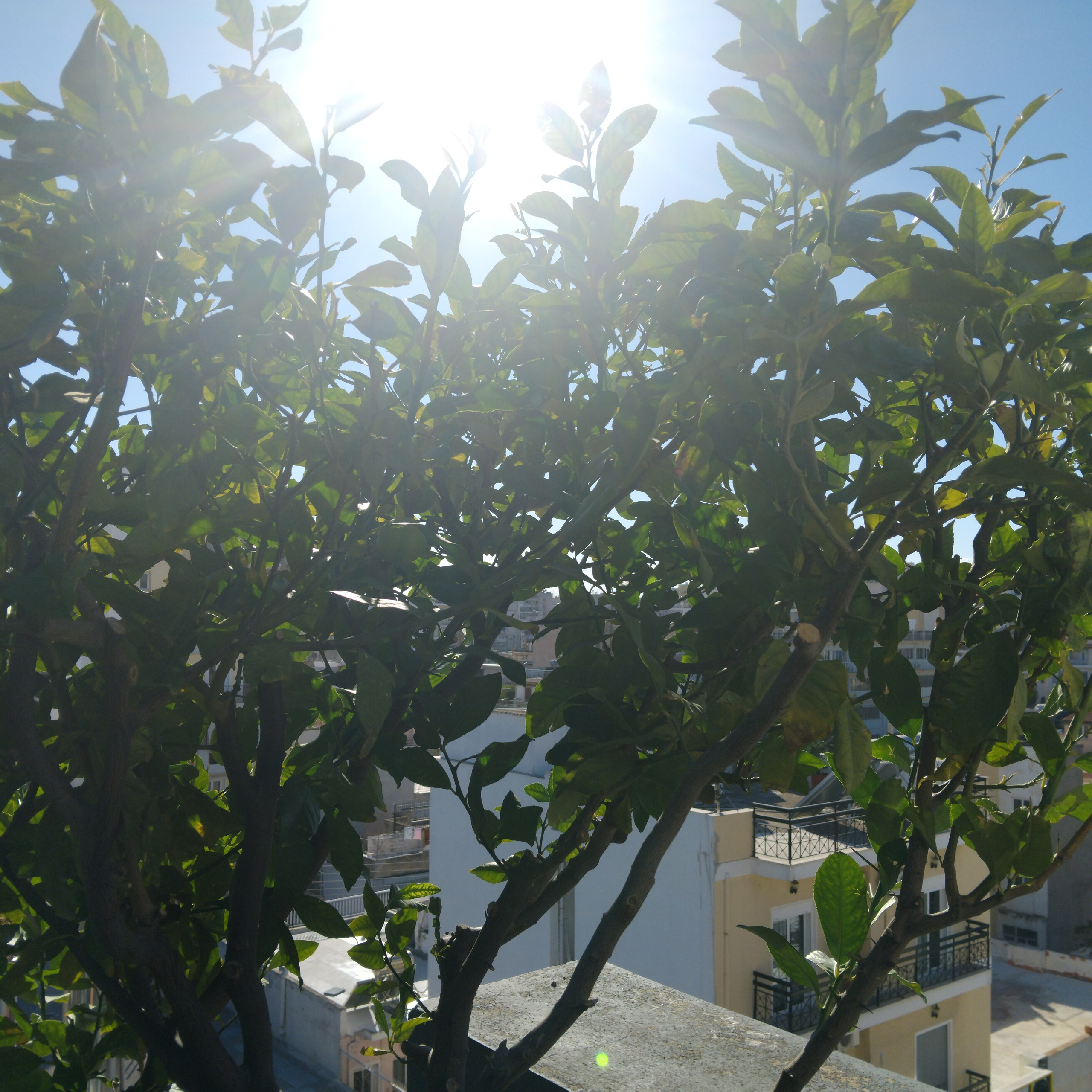 Κήπος Πειραιά. Geoponitikon-Όταν η Επιστήμη συναντά την Τέχνη στο Φυσικό Τοπίο!