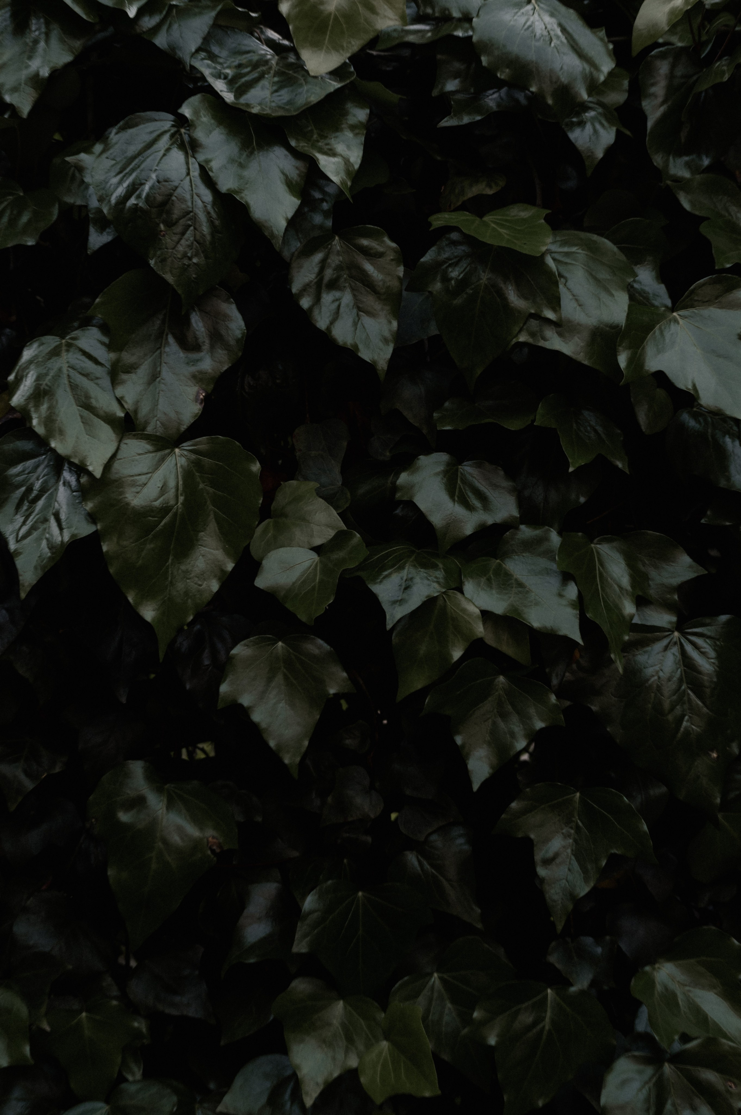 Zuhause im Herzen | Shooting an der Ozeanküste. Fotografin Ansbach - Paare | Hochzeit | After Wedding