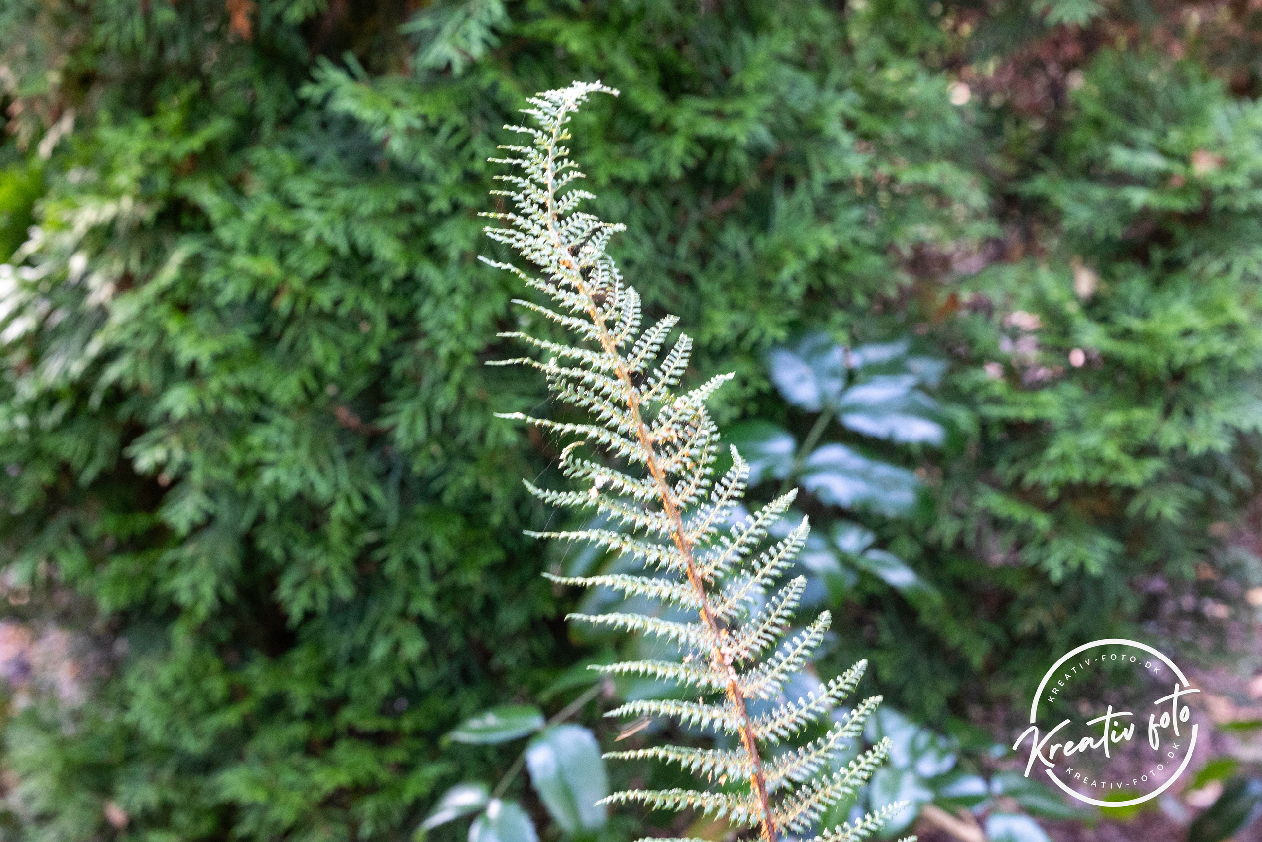 Efterår. Fotograf Aarhus | Portrætfoto Århus | Flotte billeder