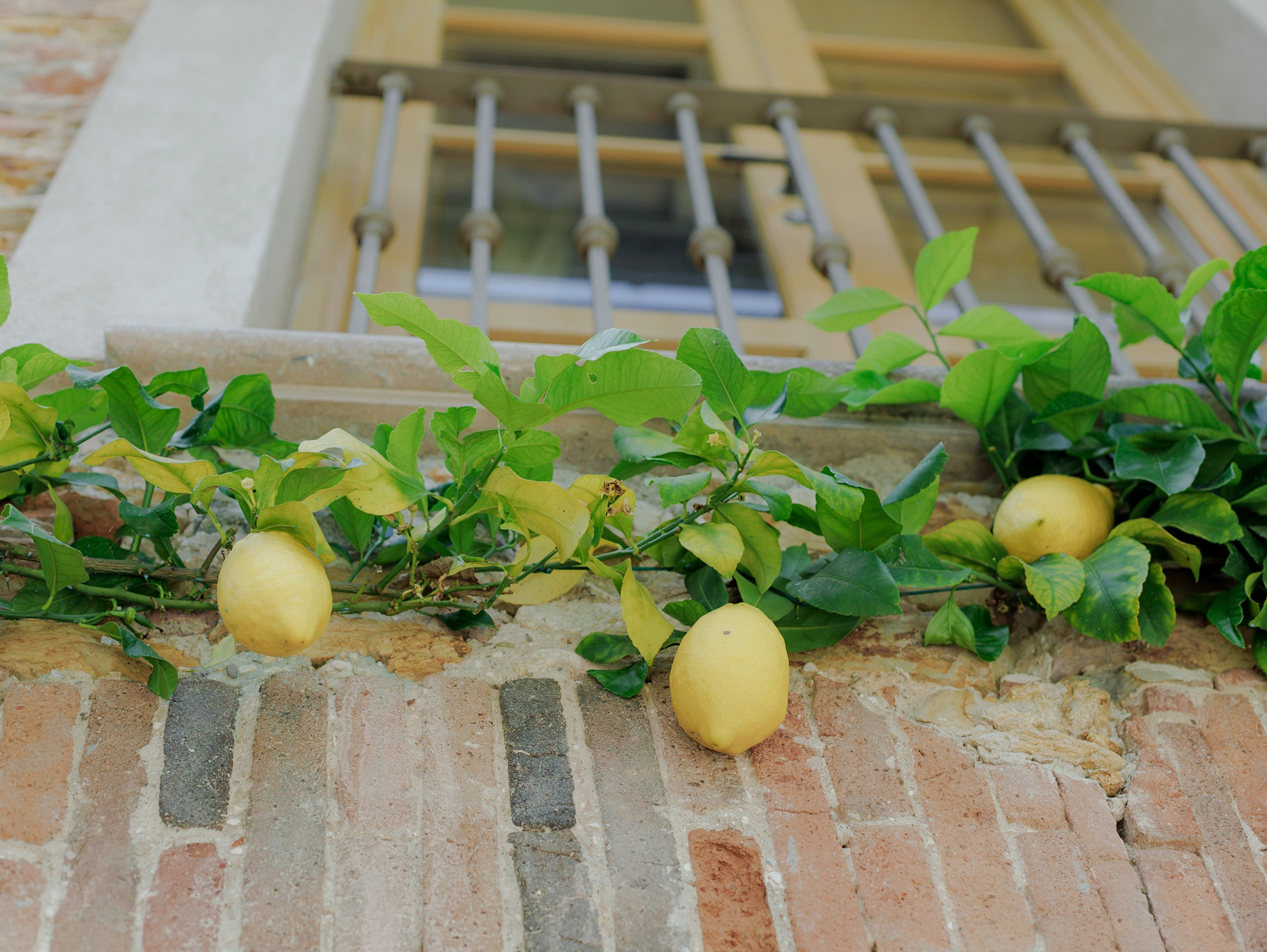 Melissa&Obaid. Wedding photographer Italy