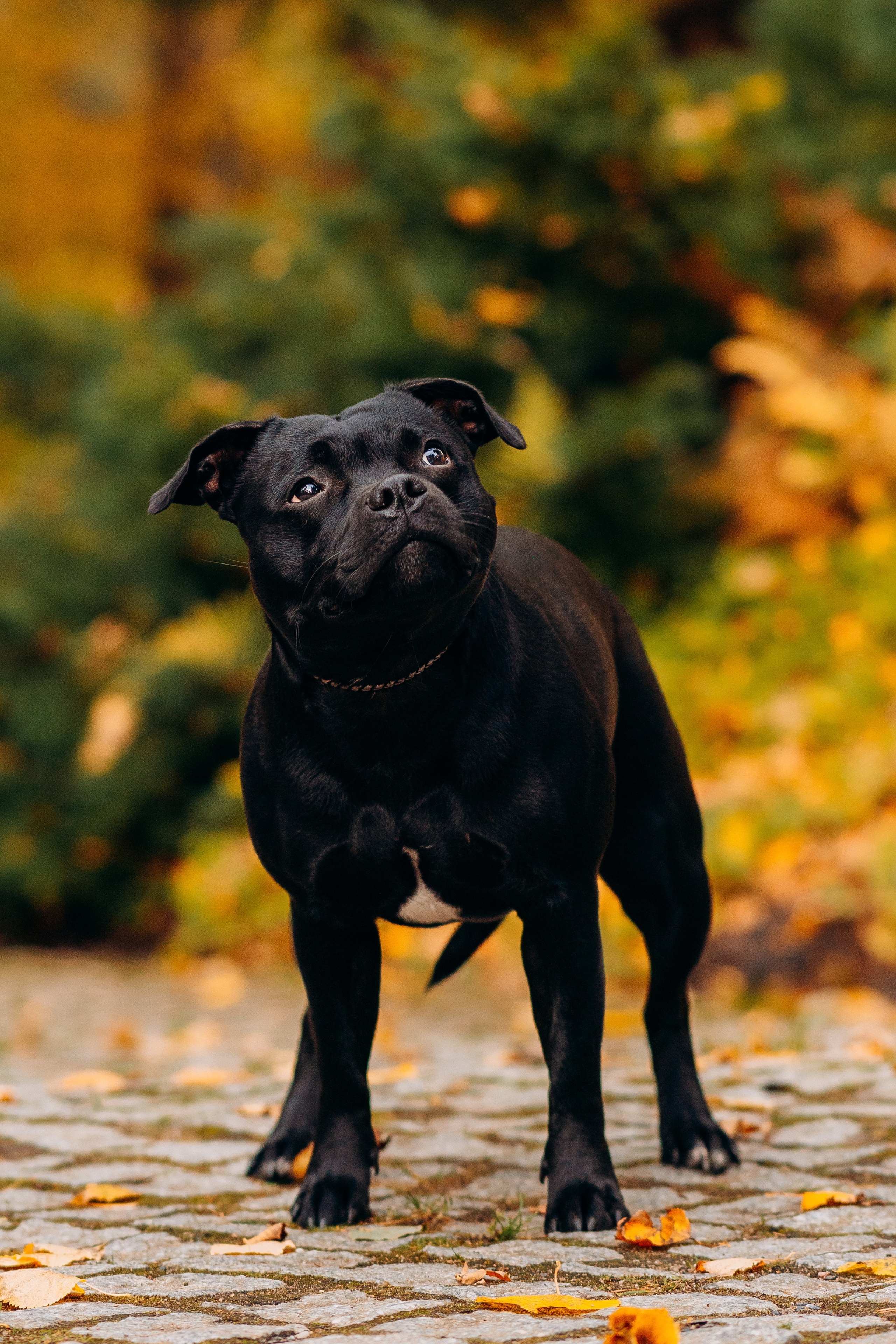 Staffordshire Bull Terriers Meetup. Kat Laisaar — Pet photographer in Tallinn