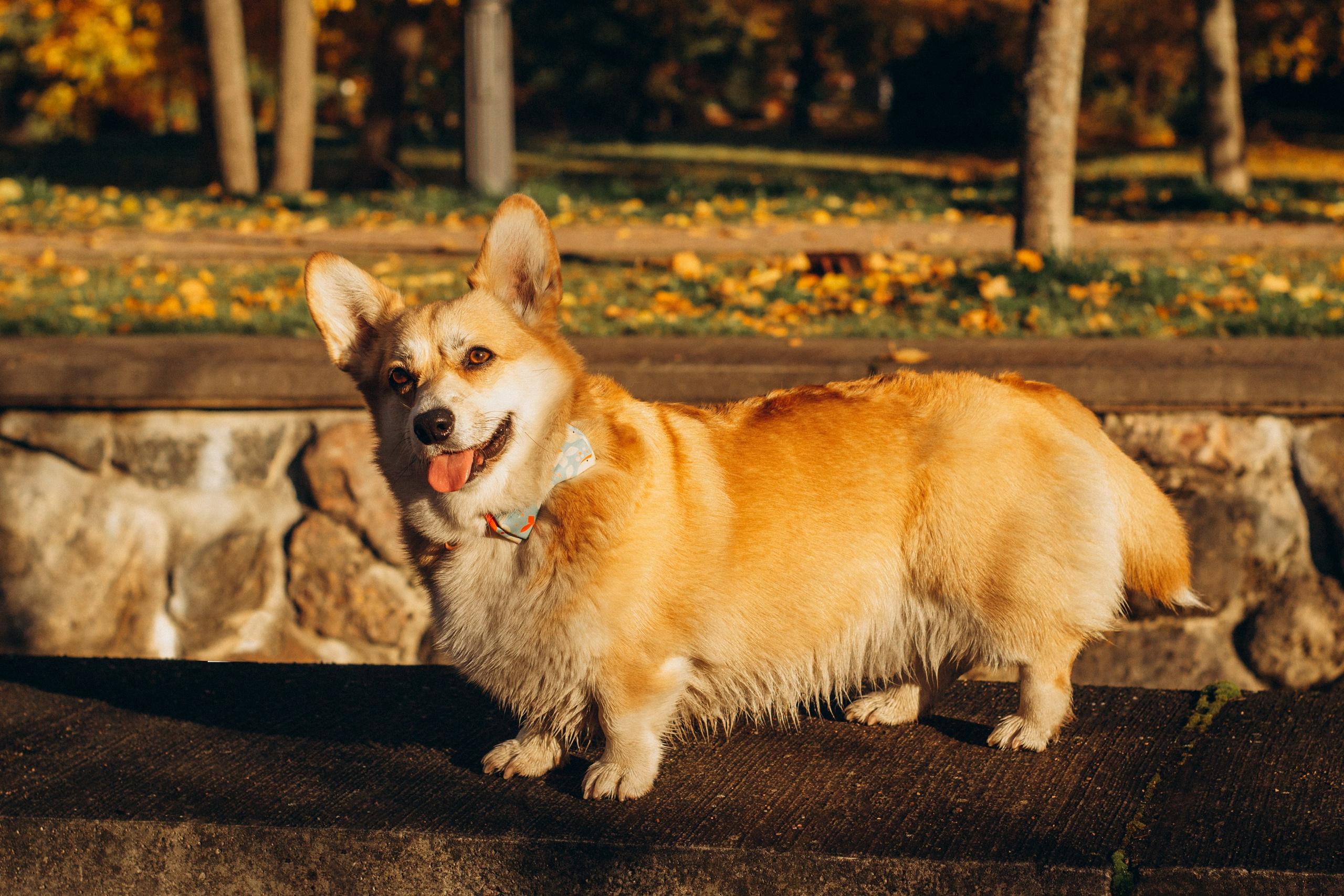 Irina and her Teffy, Pembroke Welsh Corgi. Kat Laisaar — Pet photographer in Tallinn