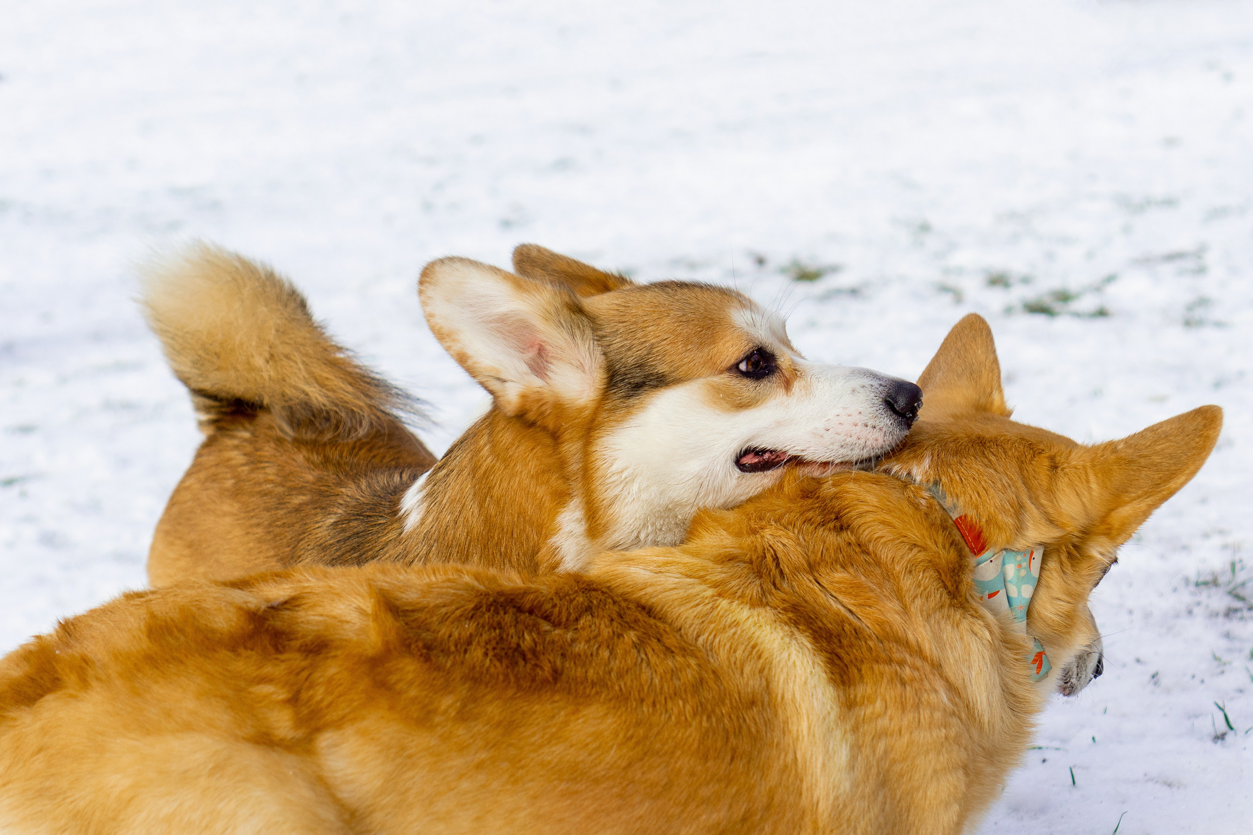 Corgi party, 23 feb. 2025. Kat Laisaar — Pet photographer in Tallinn