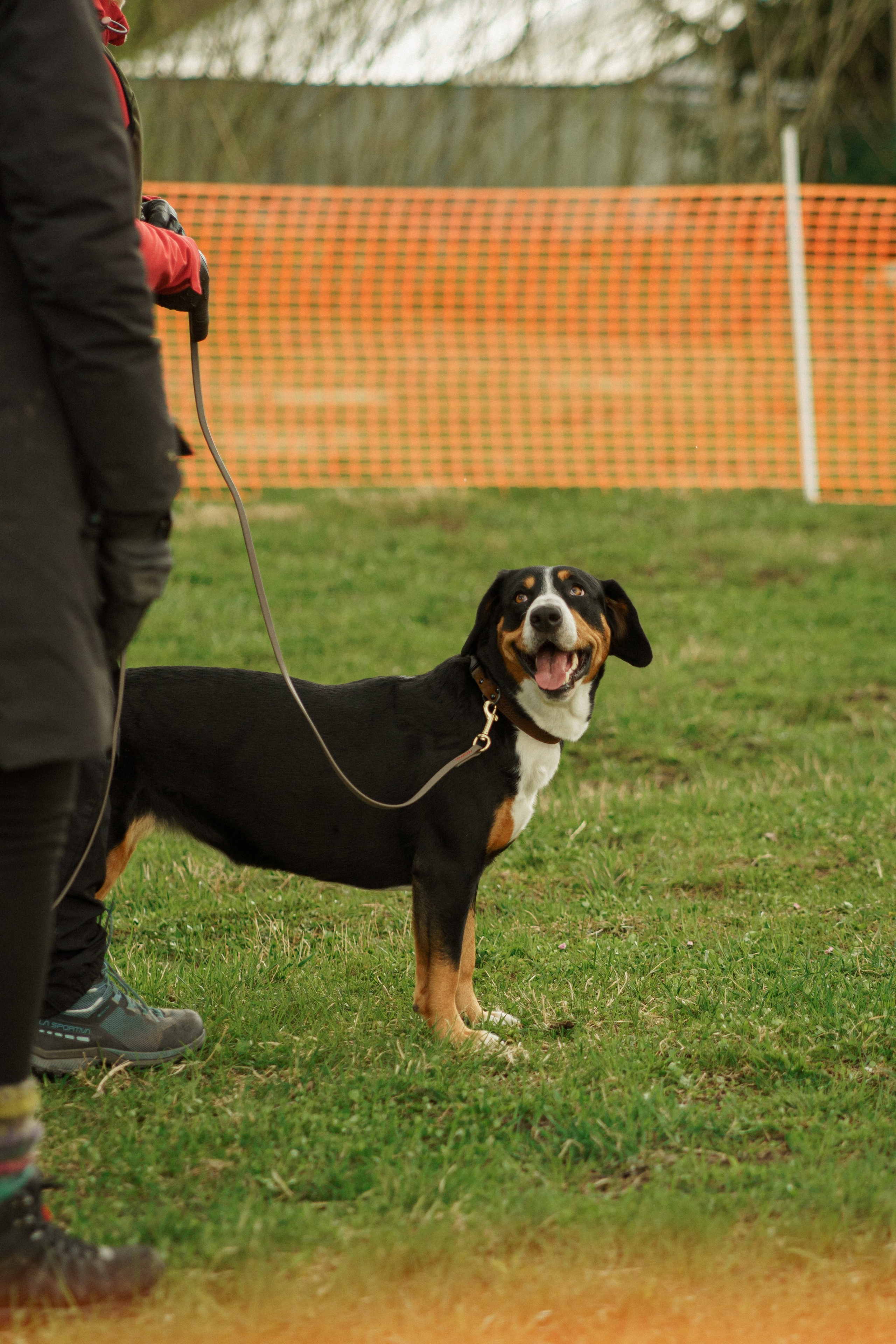 Herding Days, 26 apr. 2025. Kat Laisaar — Pet photographer in Tallinn